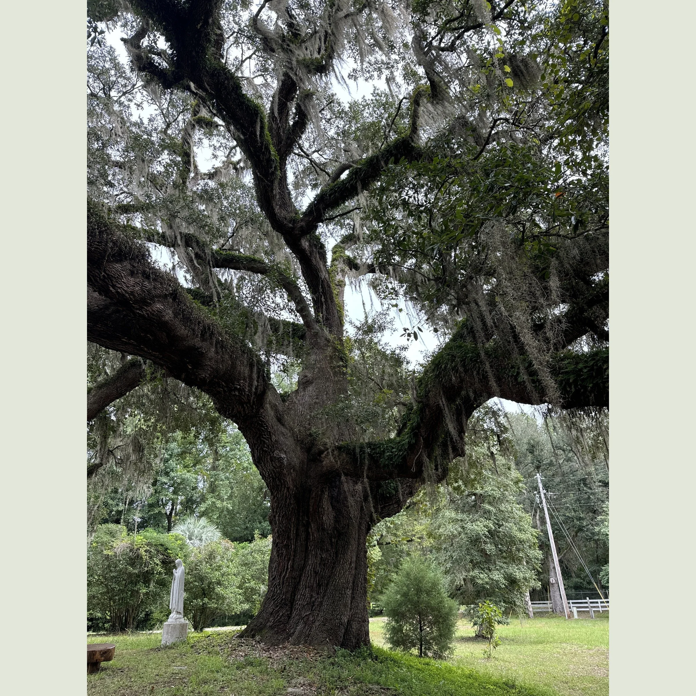 Large oak tree draped in Spanish moss, symbolizing the shared root of Tai Chi and Qigong