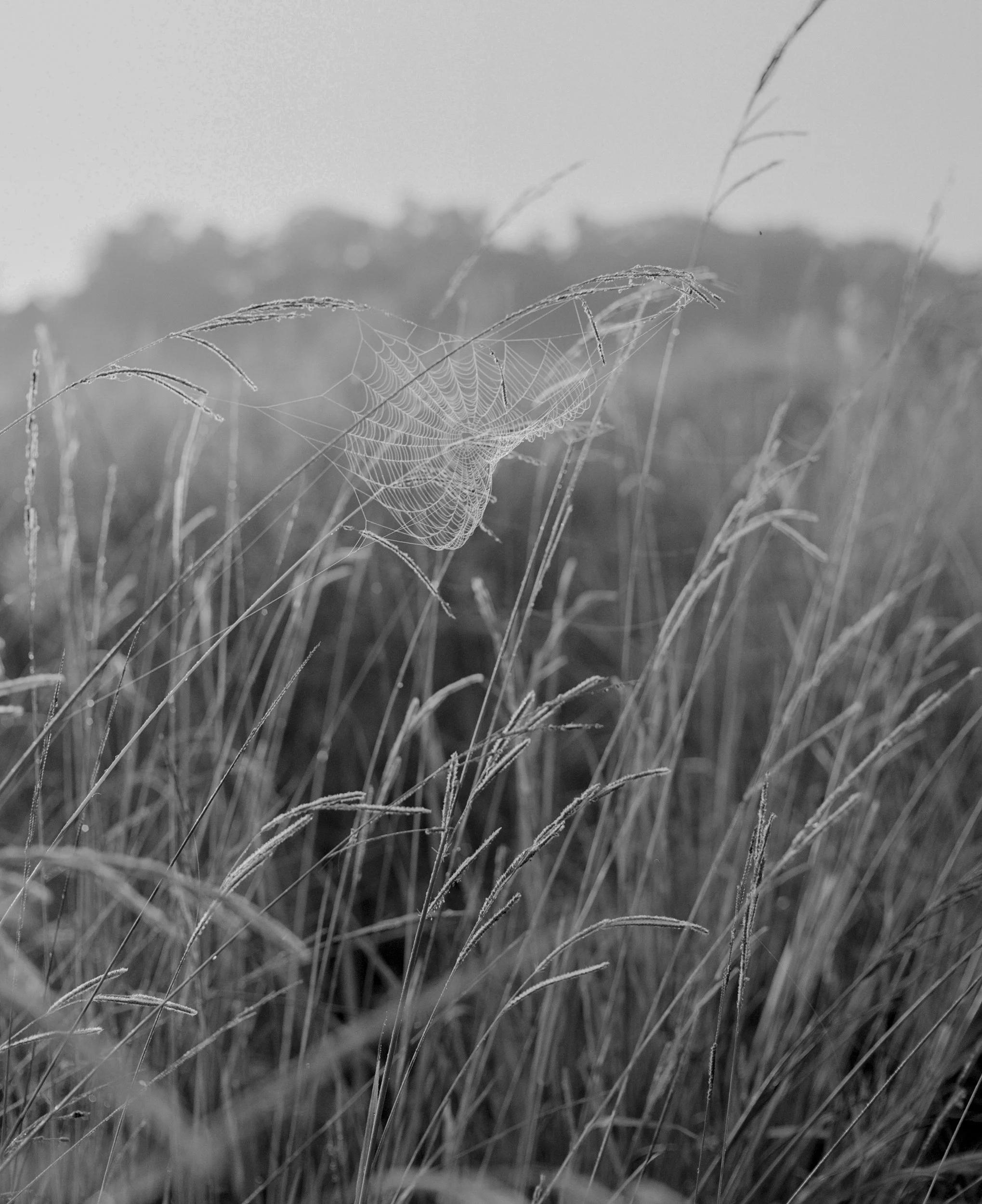 CamilleFarrahLenain_Portfolio_41.jpg
