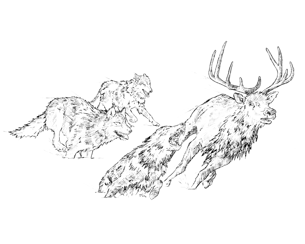 Predators | Nature's Technicians by the WWF