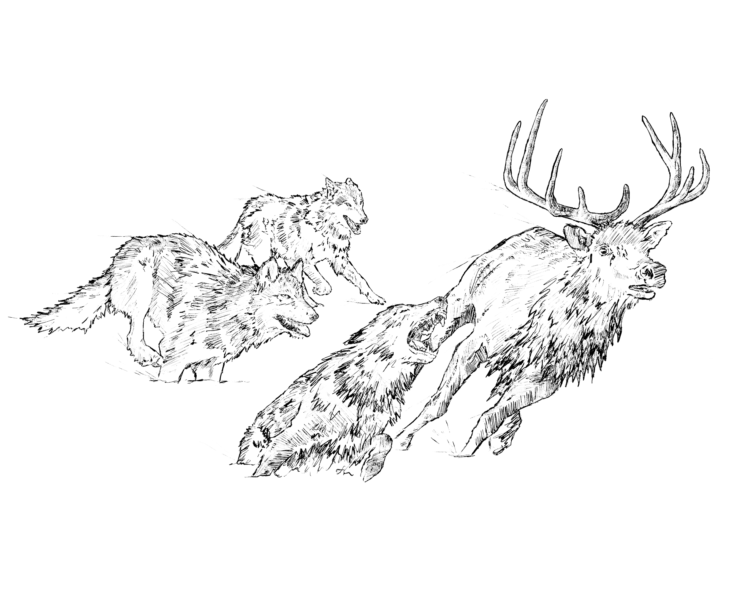 Predators | Nature's Technicians by the WWF