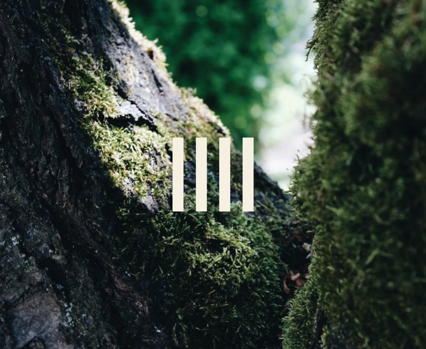 Close-up of moss-covered tree bark with a narrow gap revealing blurred greenery in the background.