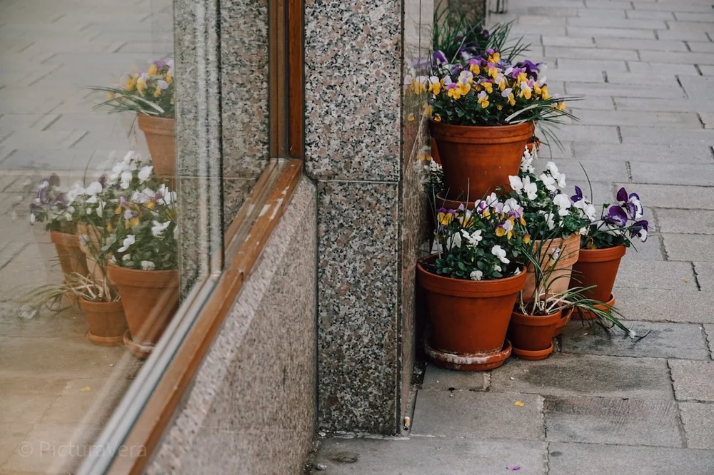 Spiegelung von Blumen in Bratislava