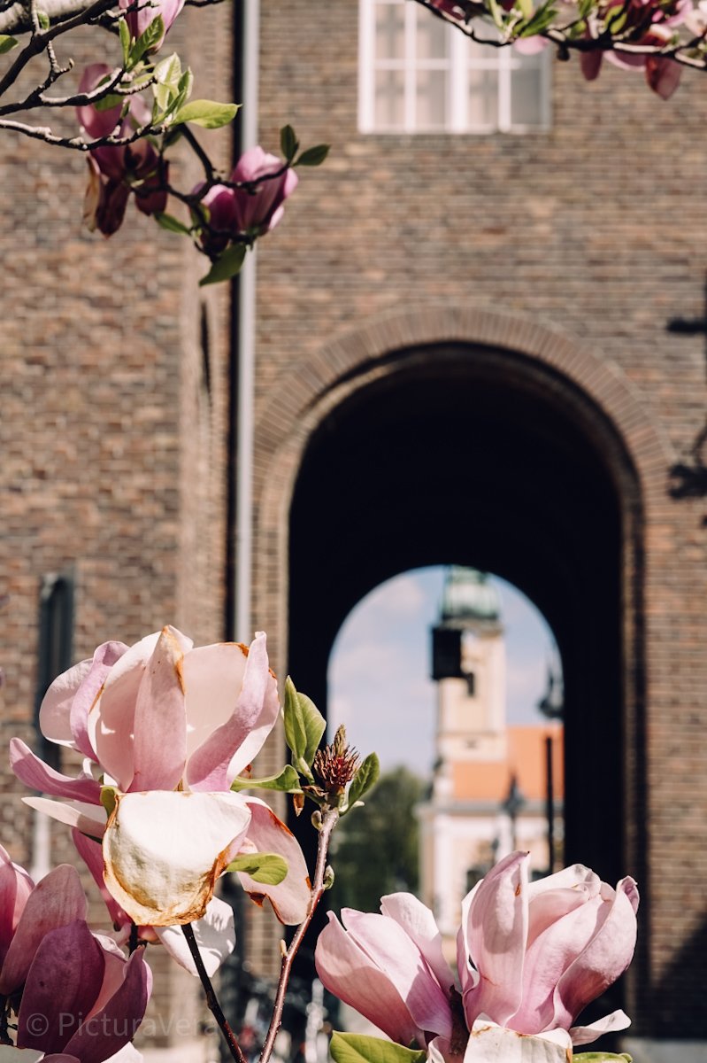 Blühende Bäume in Szeged