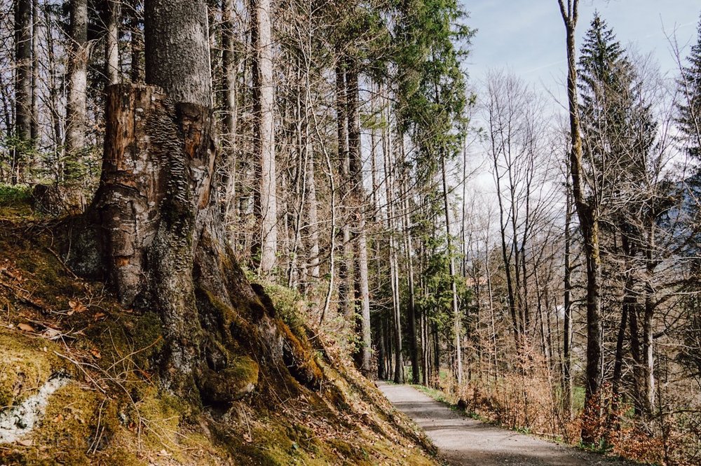 Baumstumpf und Wald neben einem Wanderweg in der Natur bei Oberstdorf