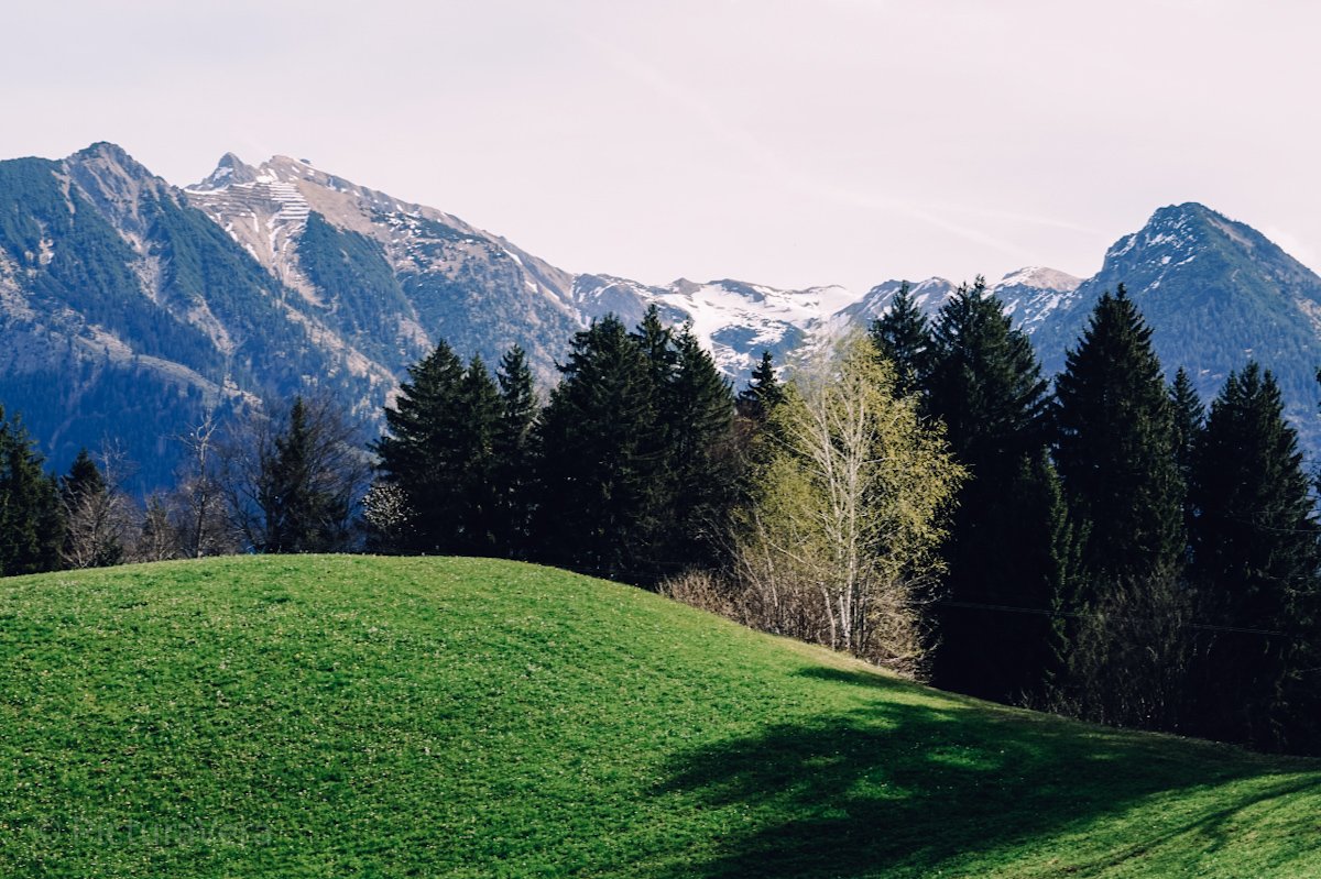Satte, grüne Wiese, Wald und Blick auf die Alpen bei Oberstdorf