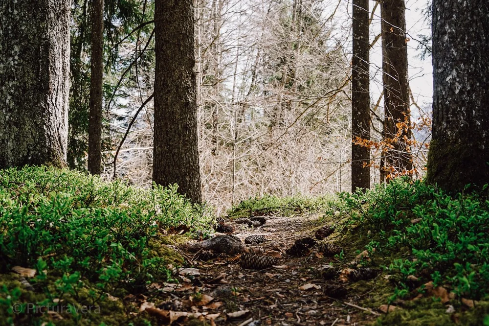Fotografie eines Waldes in der Nähe von Oberstdorf
