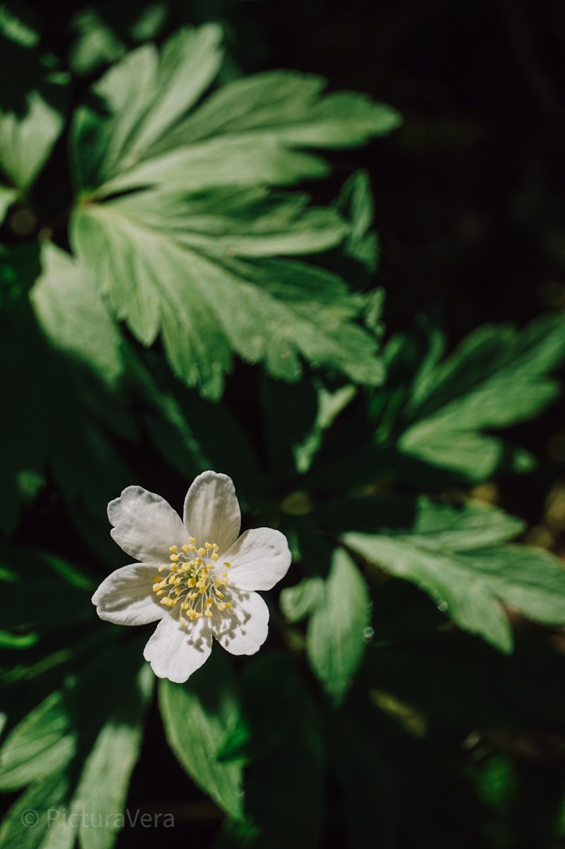 Makrofotografie einer weißen Blume 
