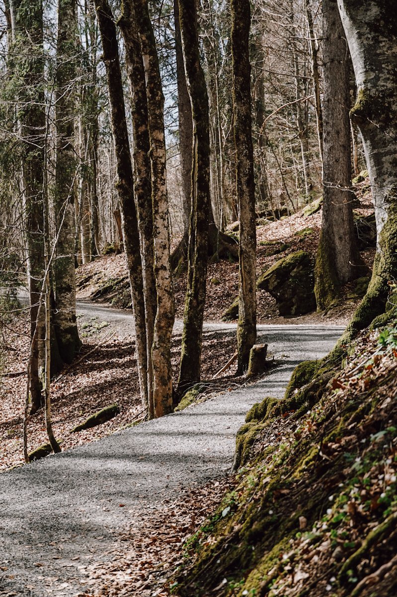 Wanderweg im Wald bei Oberstdorf