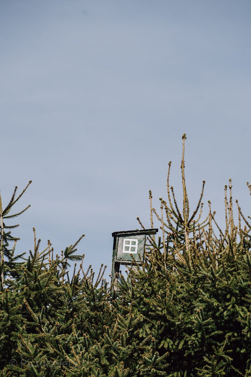 Nadelwald und kleine Hütte