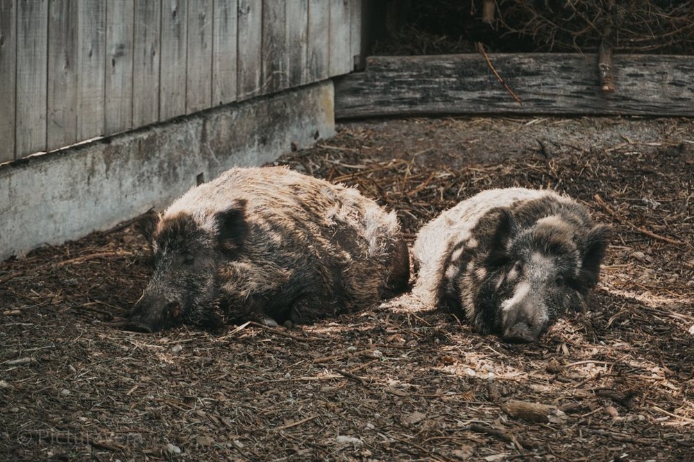 Chillige Wildschweine