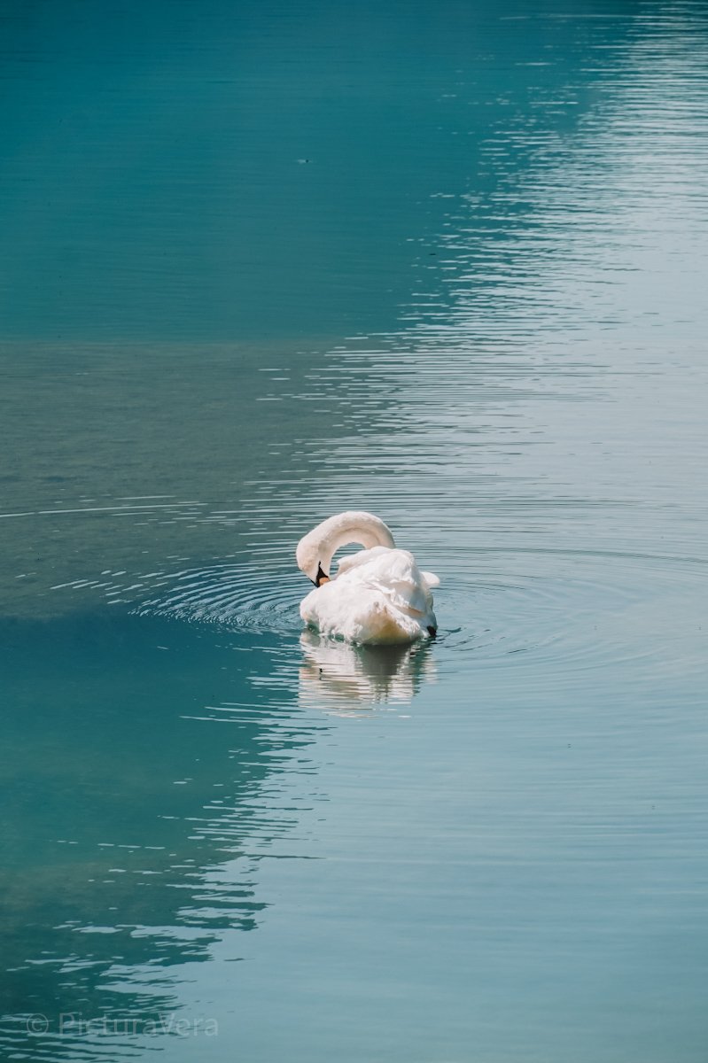 Schwan auf dem Toblacher See