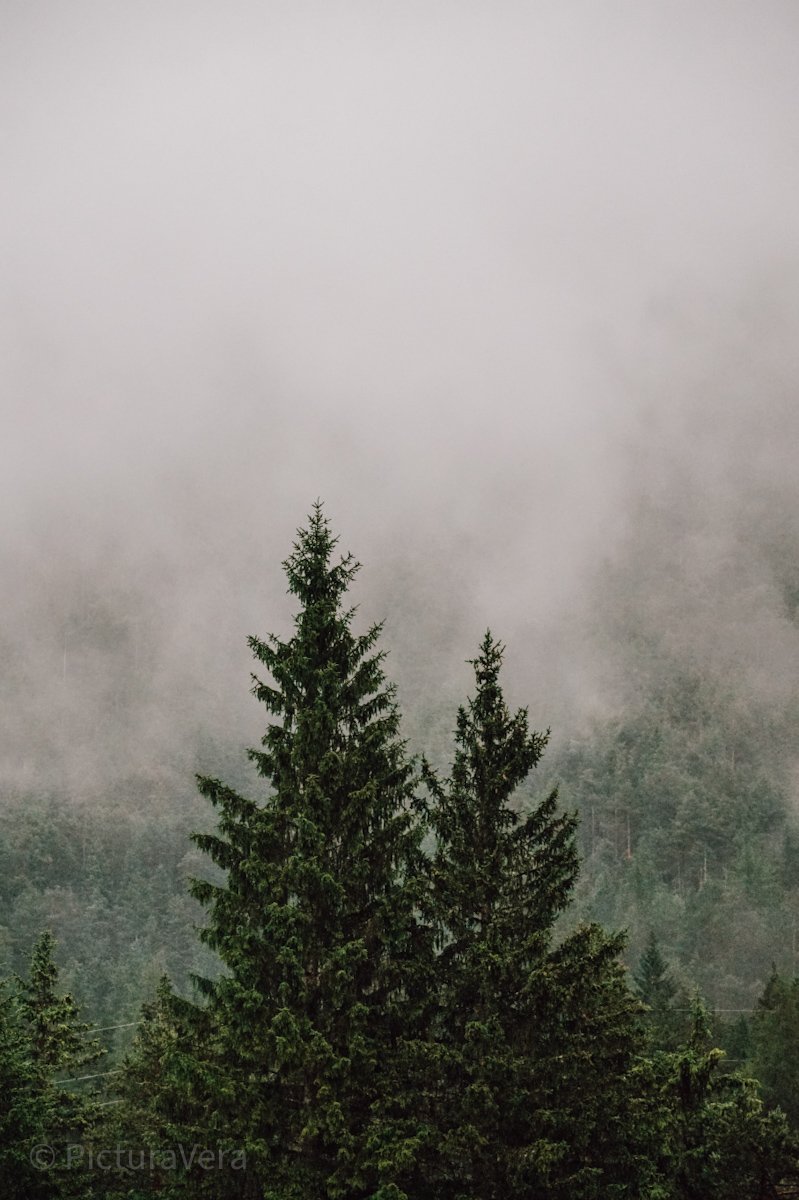 Tannenbäume im Nebel