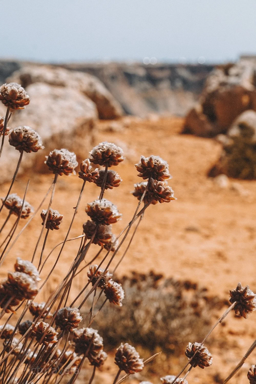 Pflanzen in Portugal