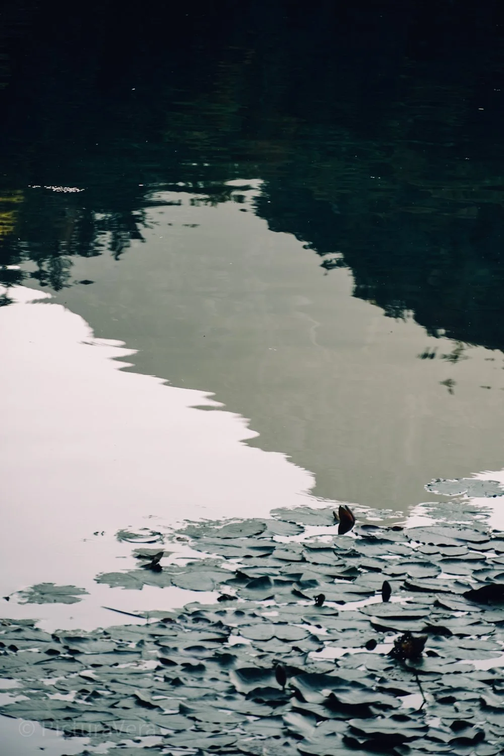 Seerosen auf dem Alatsee