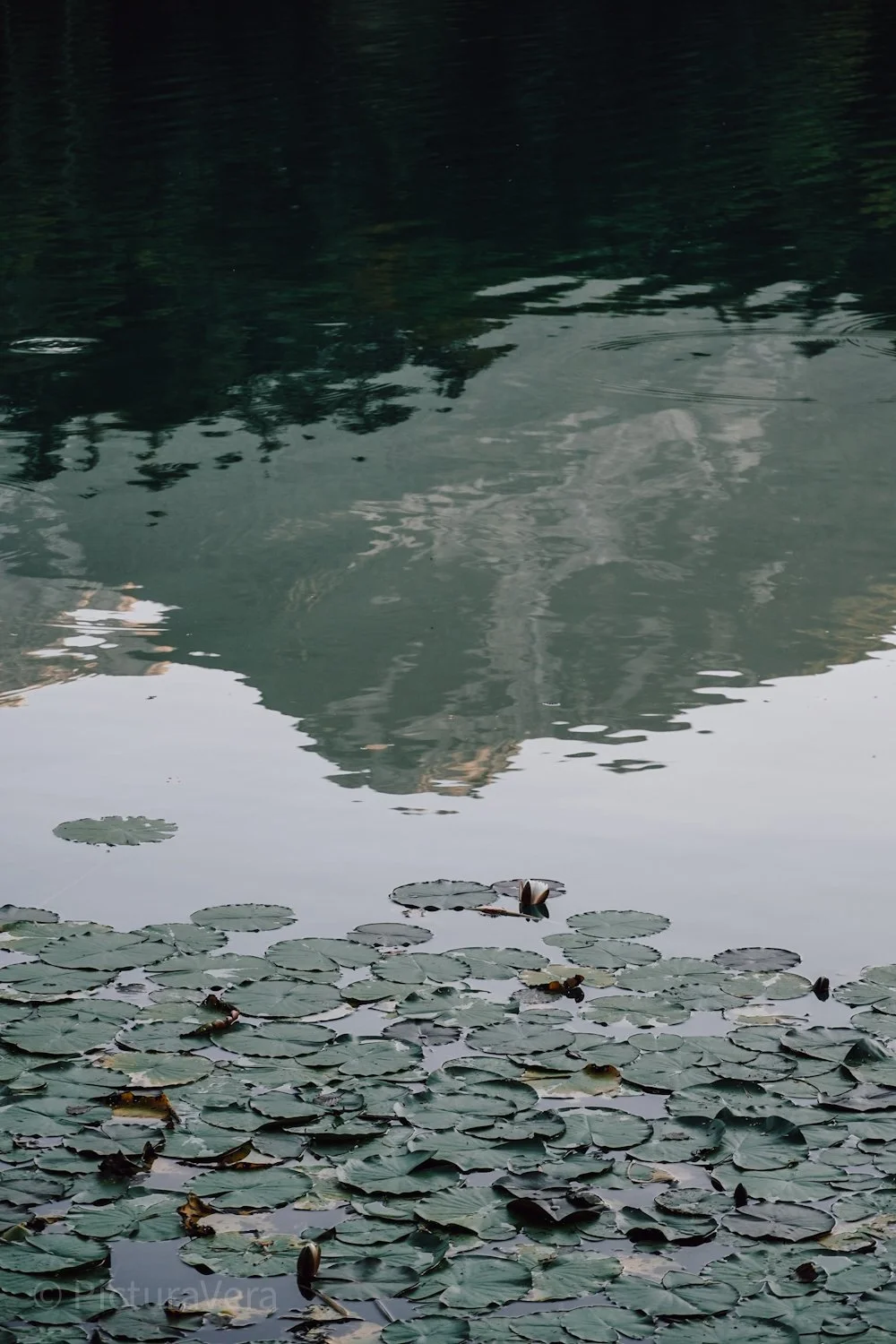 Seerosen und Berg im See