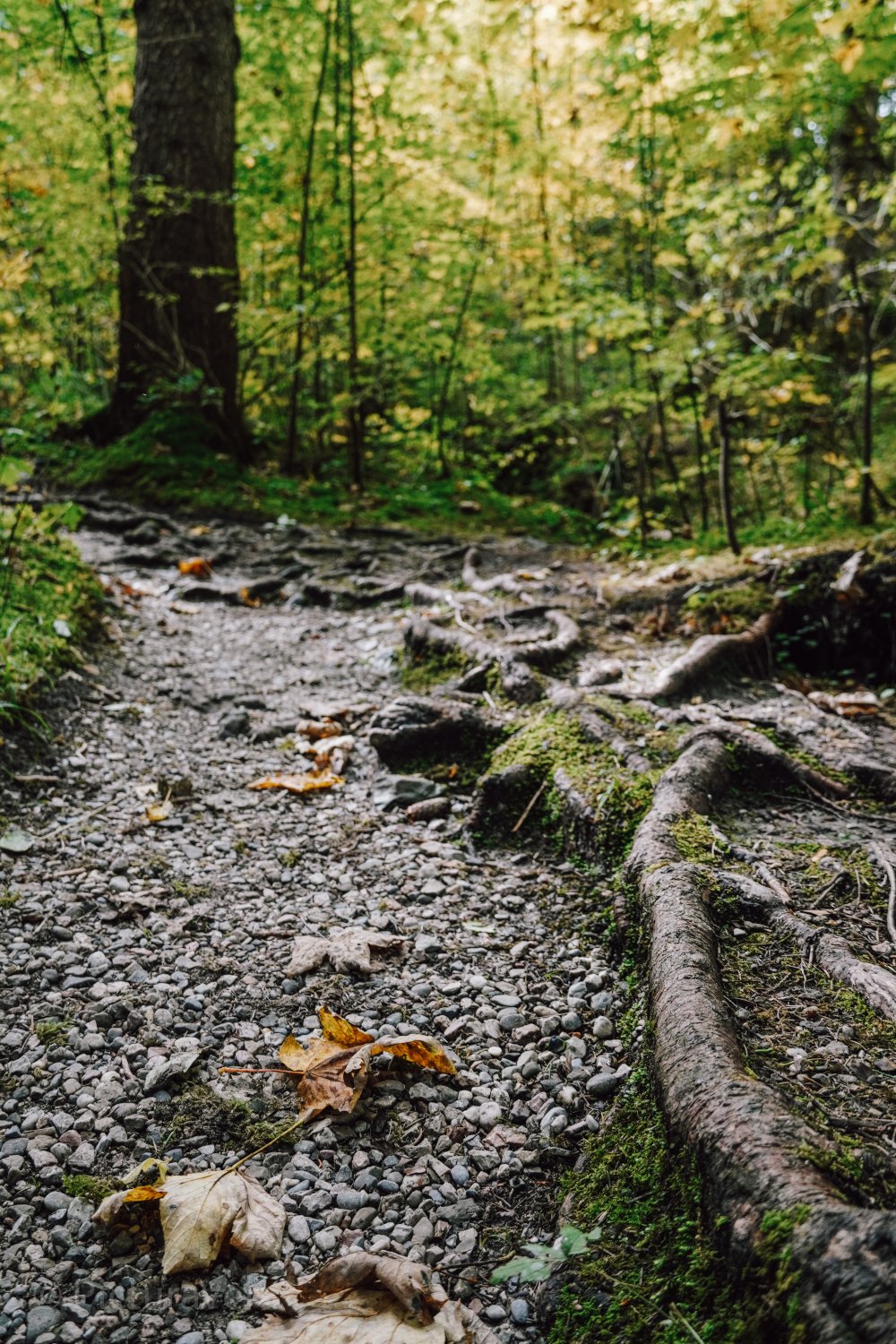 Wanderweg bei Nesselwang