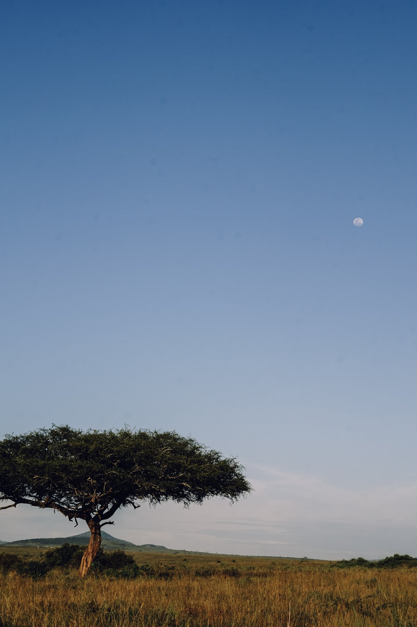Savanne mit Akazienbaum und Mond am blauen Himmel