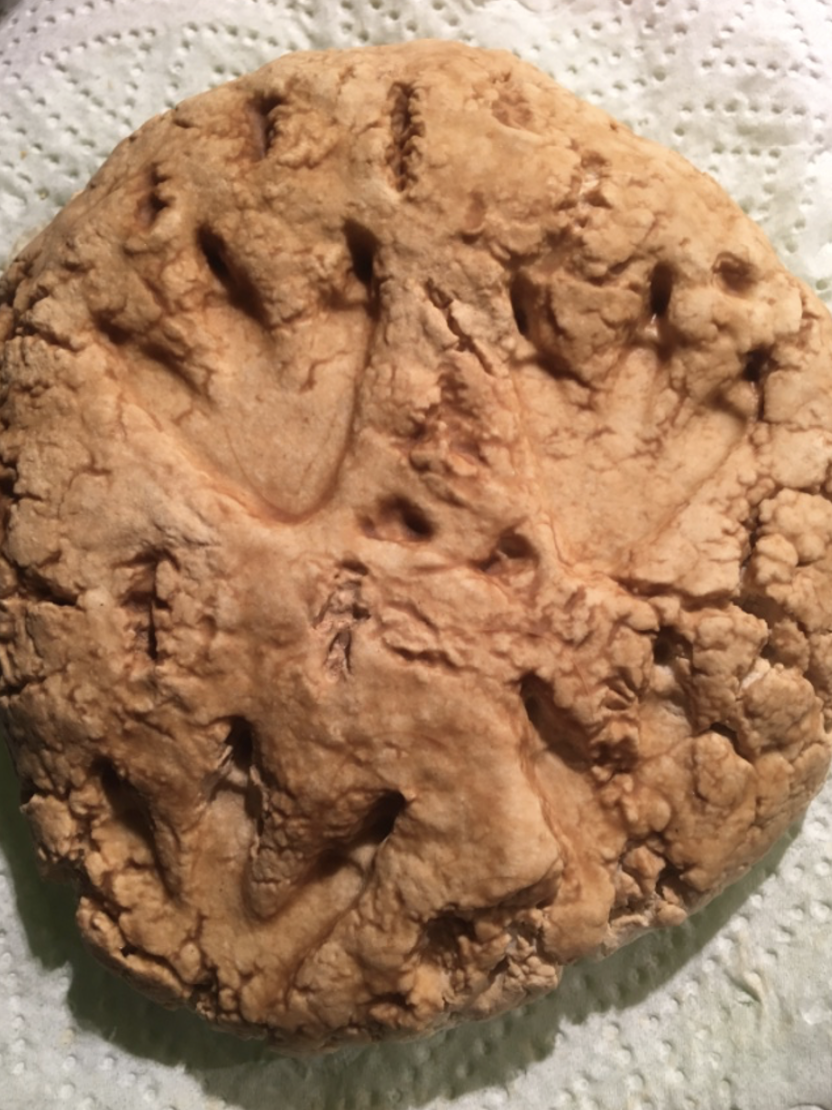 salt dough fossil.png