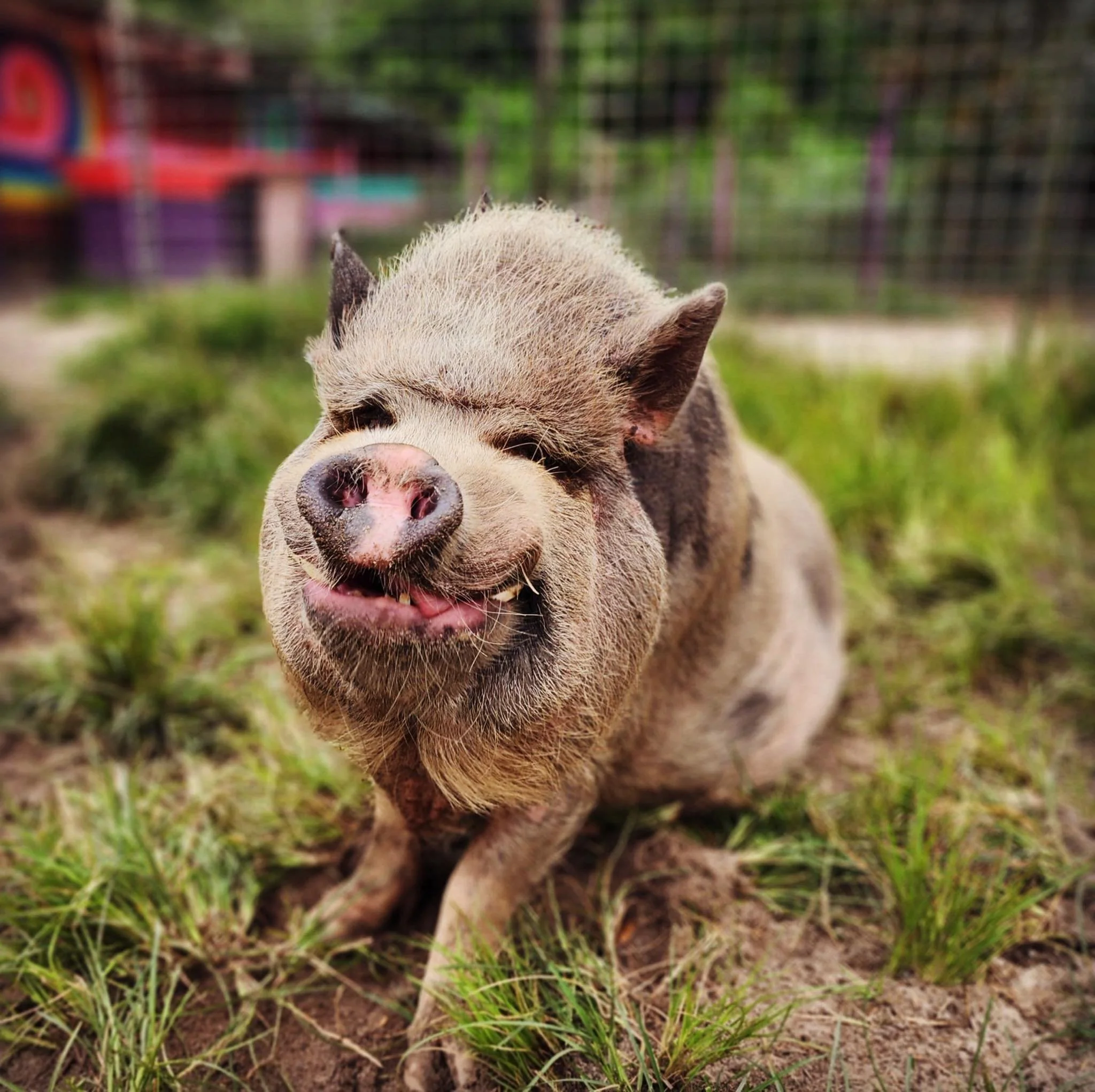 A smiling pig sitting on grass in a pen at a farm with a colorful background.