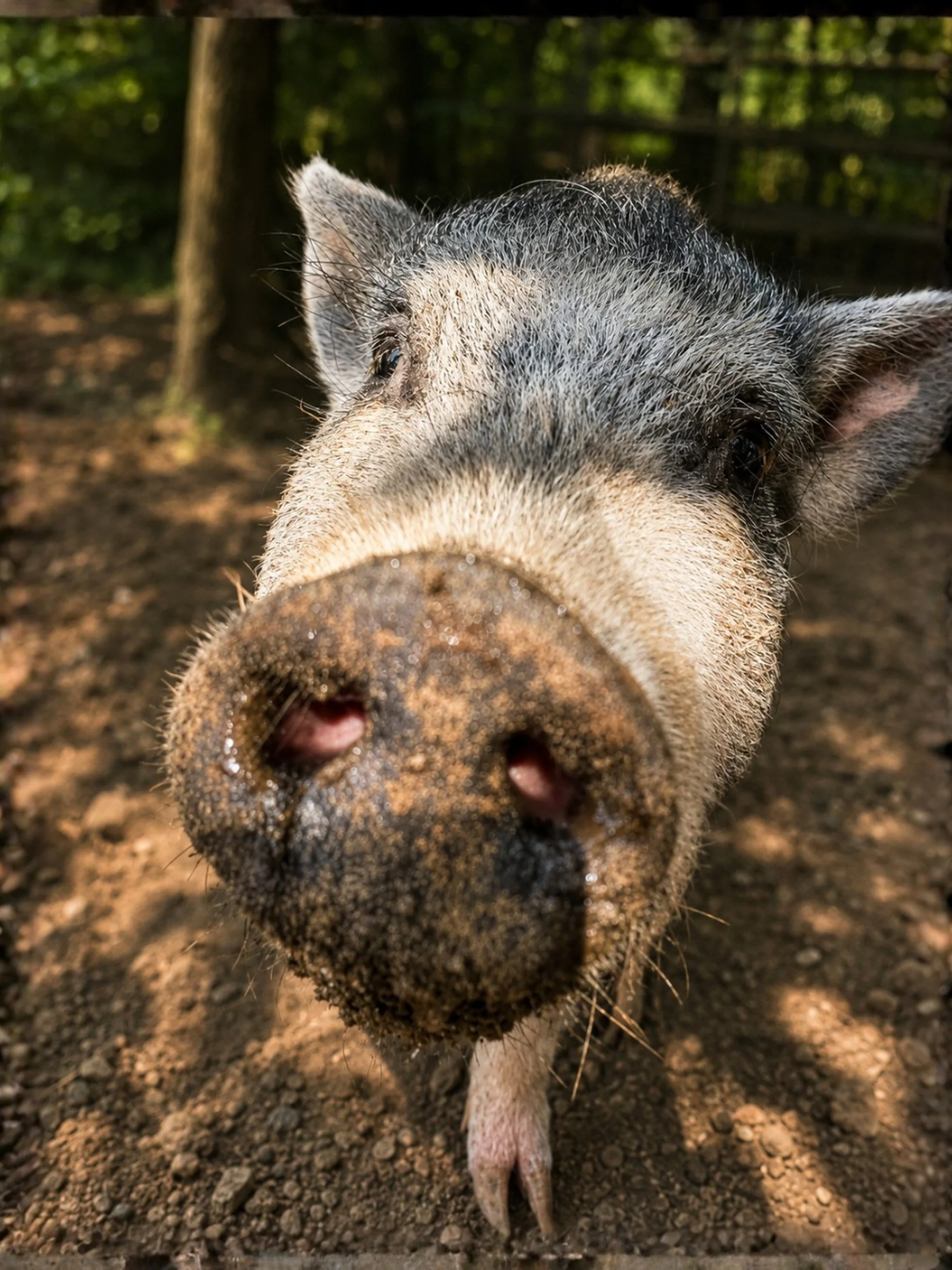 Close-up photo of a pig's face in a natural outdoor setting with trees in the background. The pig has black and white fur, a snout covered in dirt, and small ears.