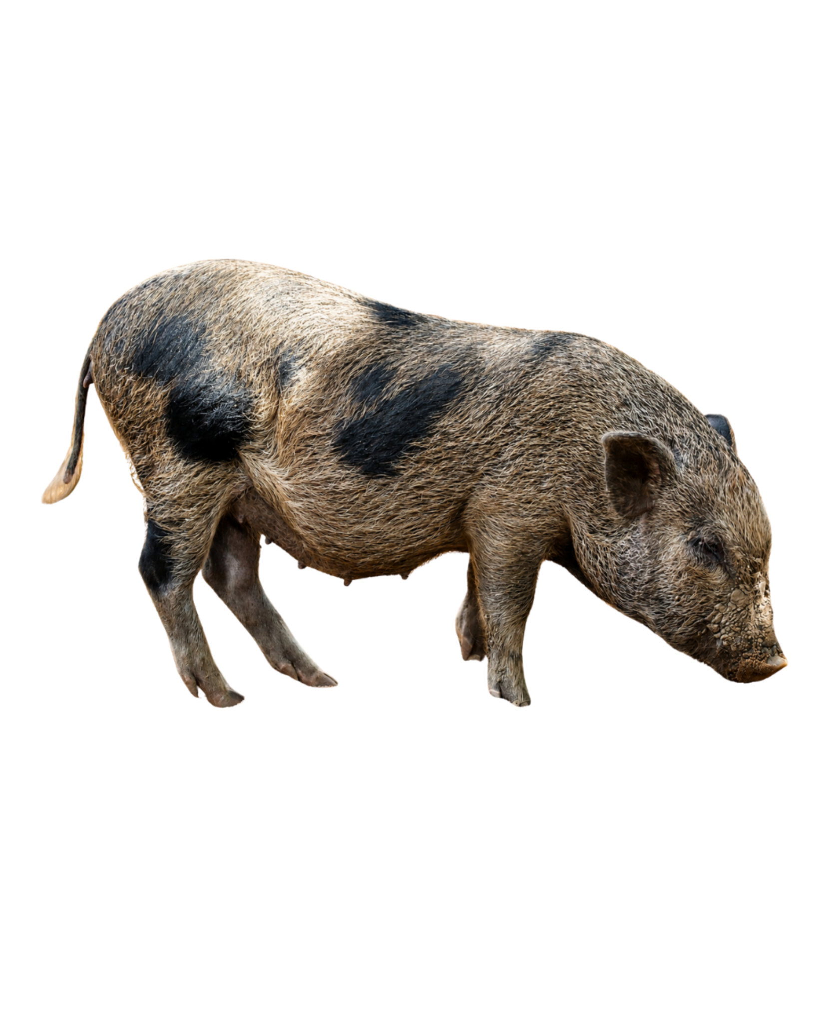 Close-up of a pig with brown and black fur, standing on a plain background.