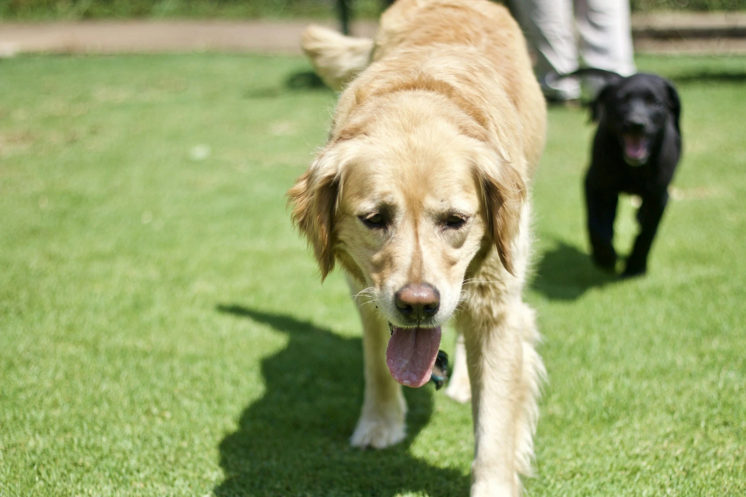 Golden retriever and black dog playing on grass