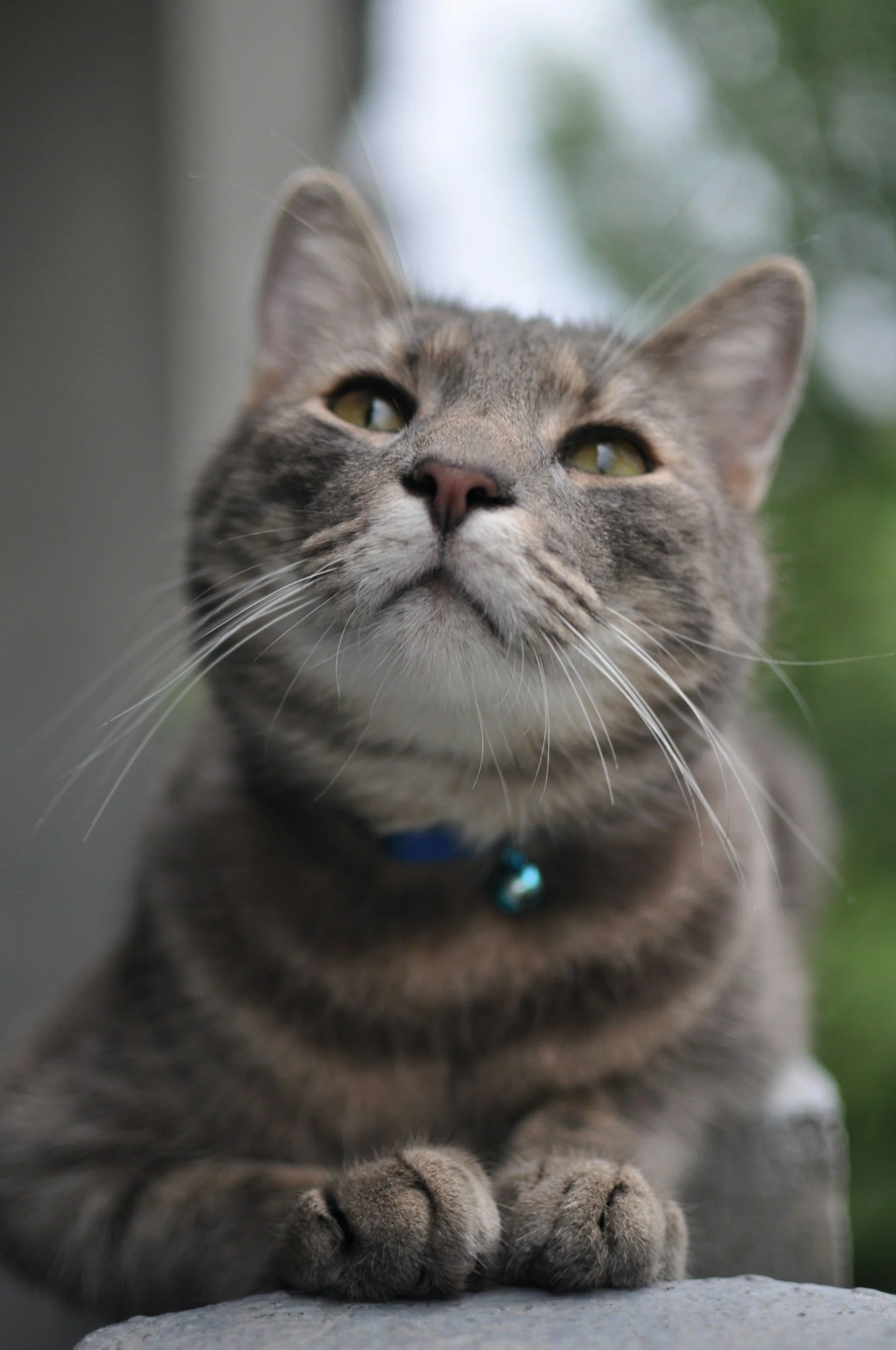 Close-up of a gray tabby cat with a blue bell collar, looking upwards with green eyes.