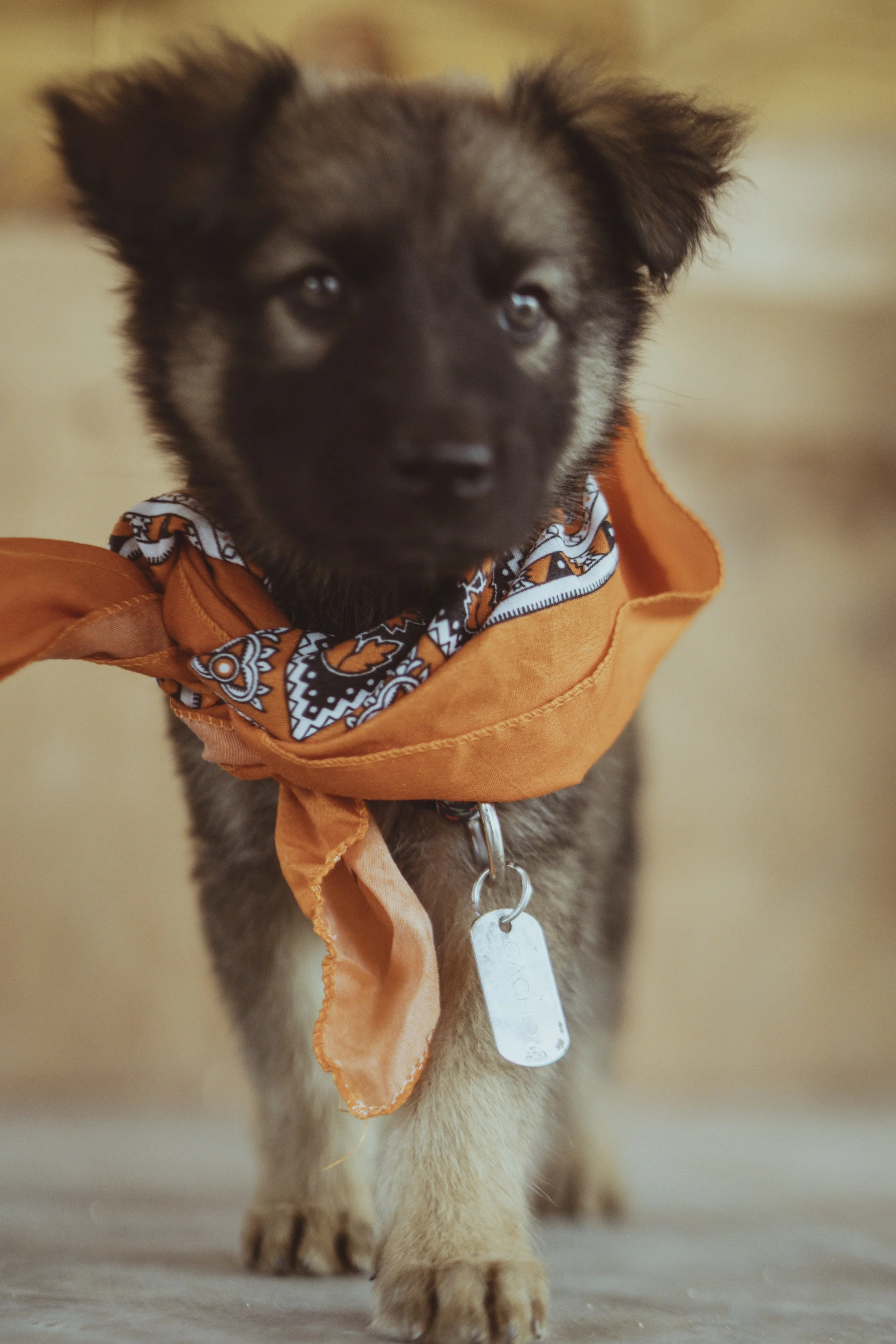 6. Experience- Pet Friendly_1.jpg
