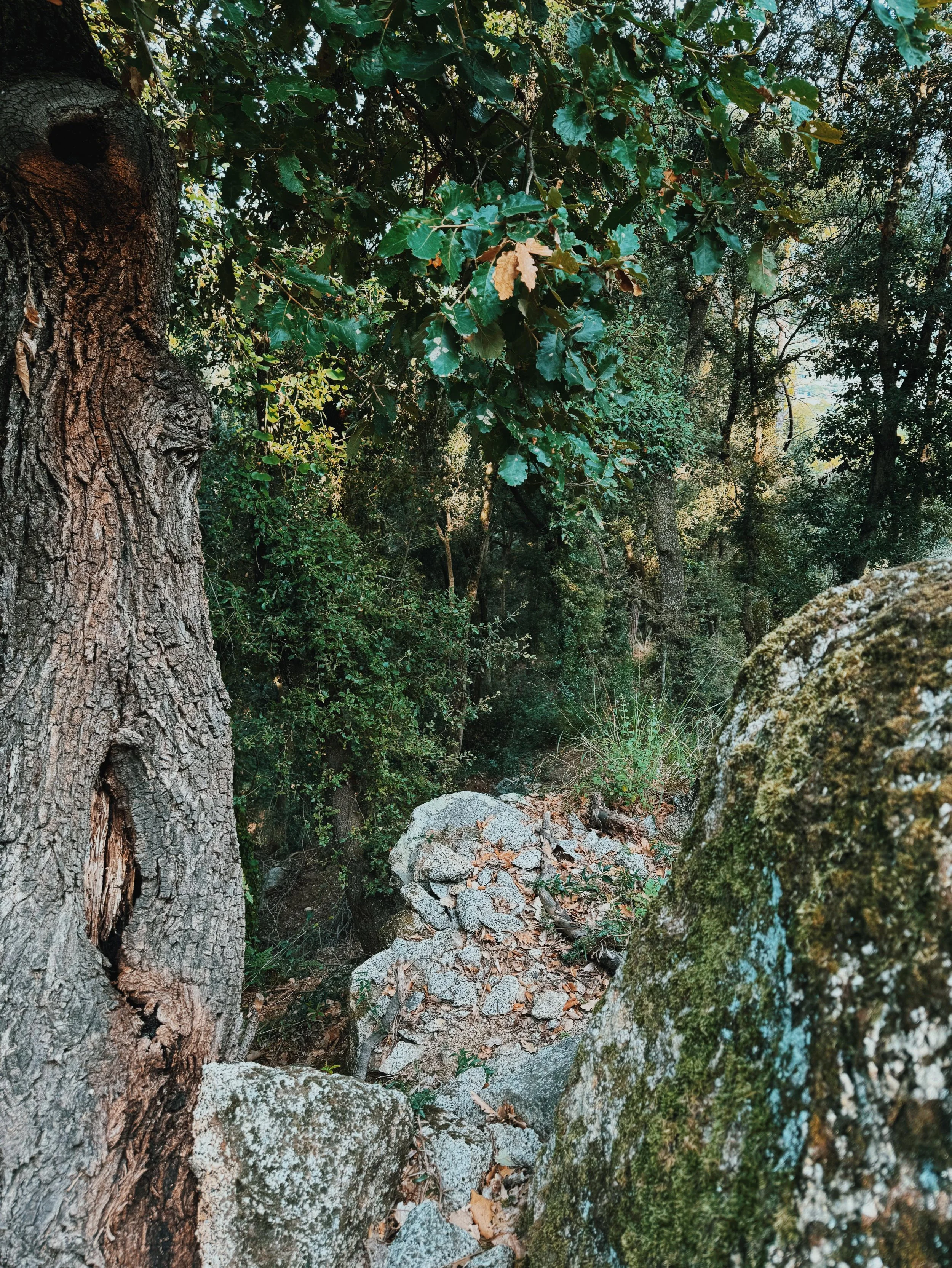 forest-textures-trees-moss-cabrils-ecosystem-sarabiotic.jpg