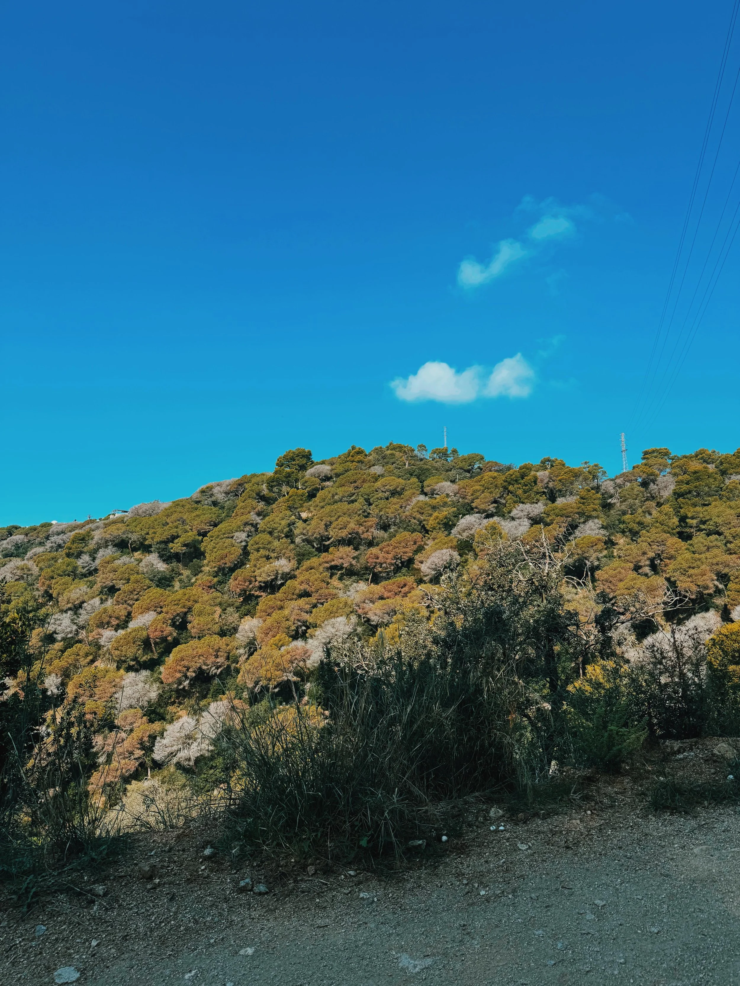 forest-landscape-cabrils-nature-soundwalk-view-sarabiotic.jpg