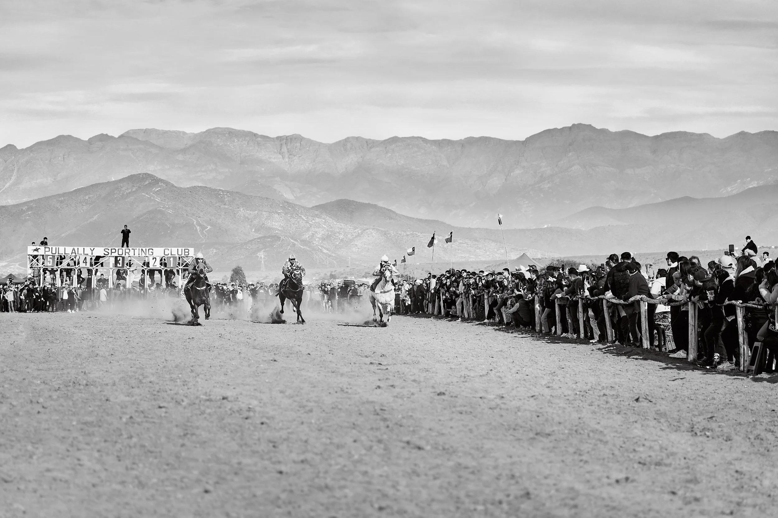 Horses galloping on a Chilean track.