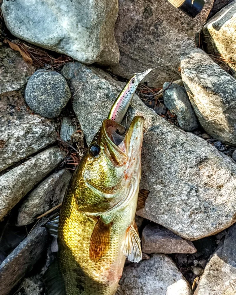 Mettowee River Fishing Report 1.jpg
