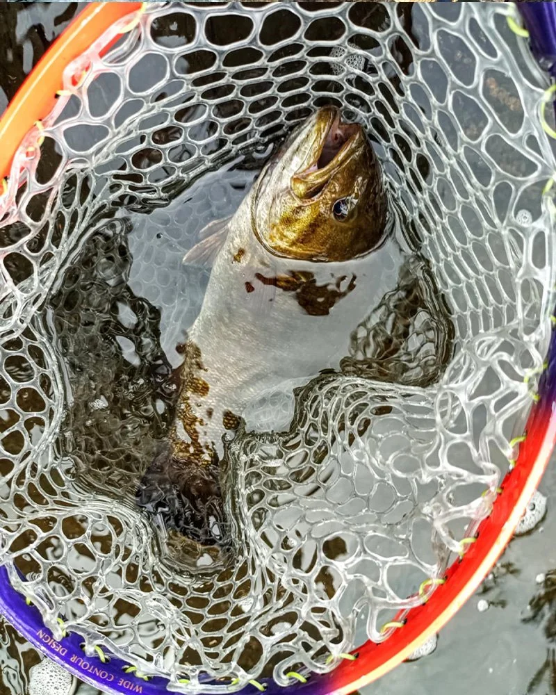 Mettowee River Fishing Report 2.jpg