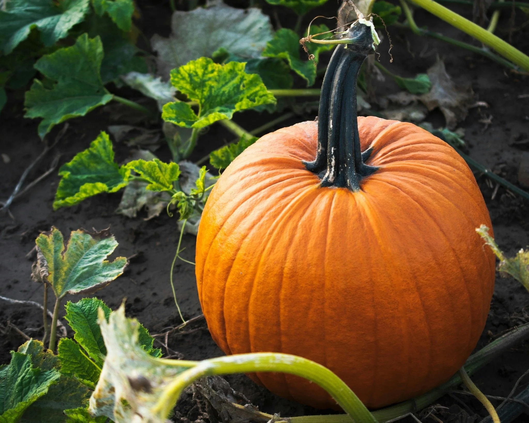 Pumpkin & Gourd U-Pick Opens at Mandy’s Spring Nursery