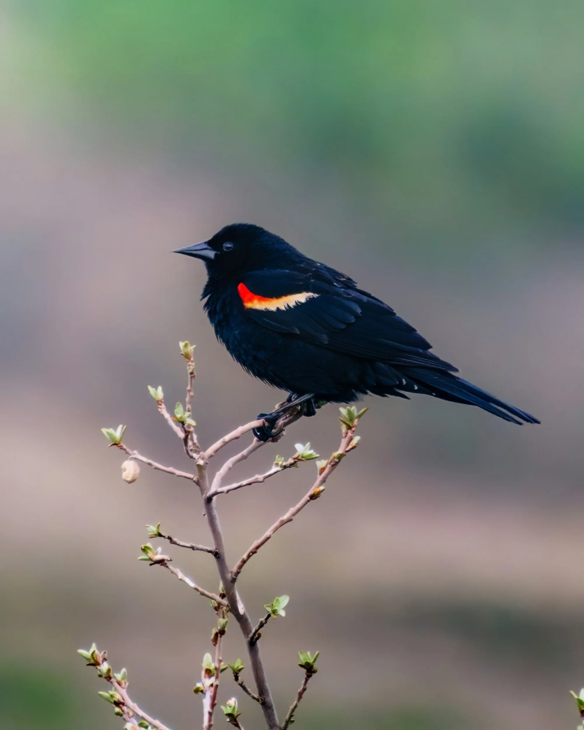 A Bounty of Birds