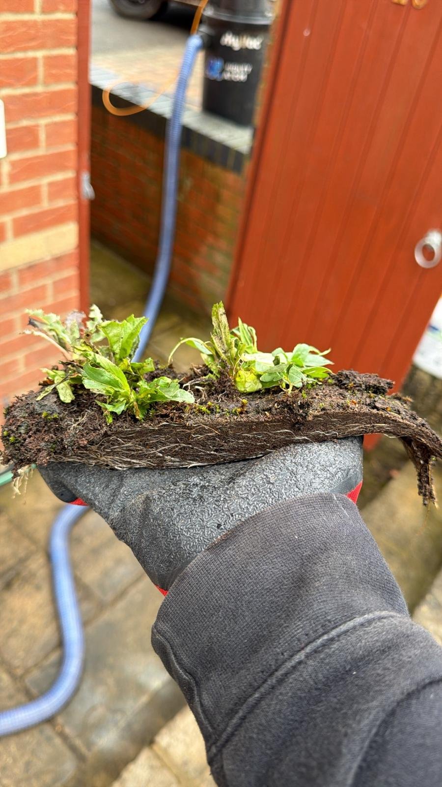 CPM_58 GUTTER SNAKE.JPG