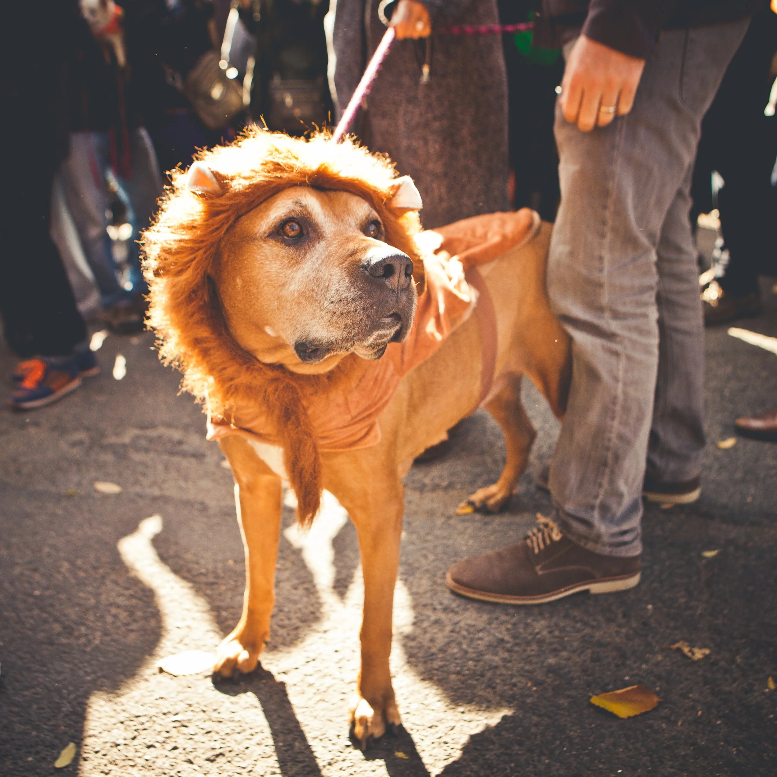 A dog wearing a lion costume with a mane, standing on a street at dusk, with a person's legs visible nearby.