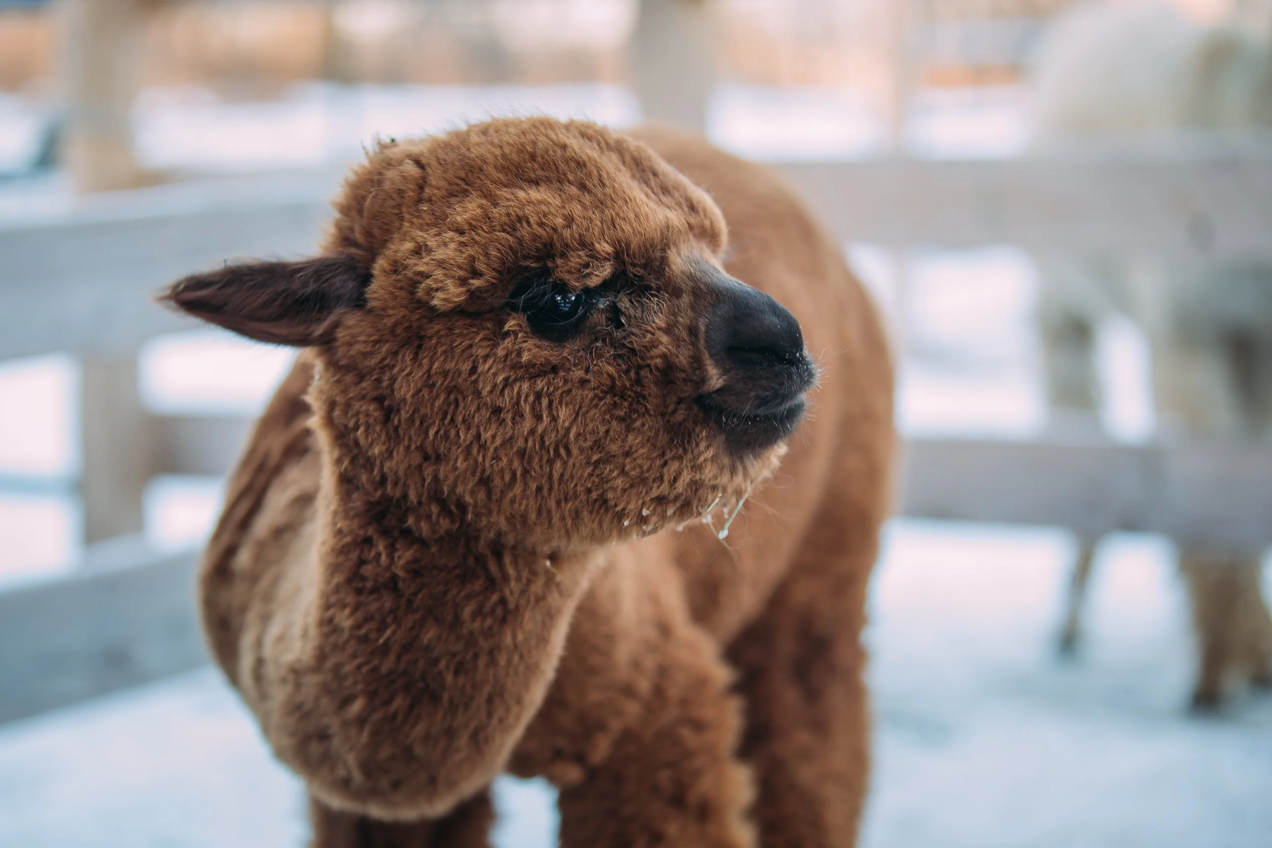 Close-up of a brown alpaca with fluffy fleece, dark eyes, and a black nose, standing in a bright enclosure.