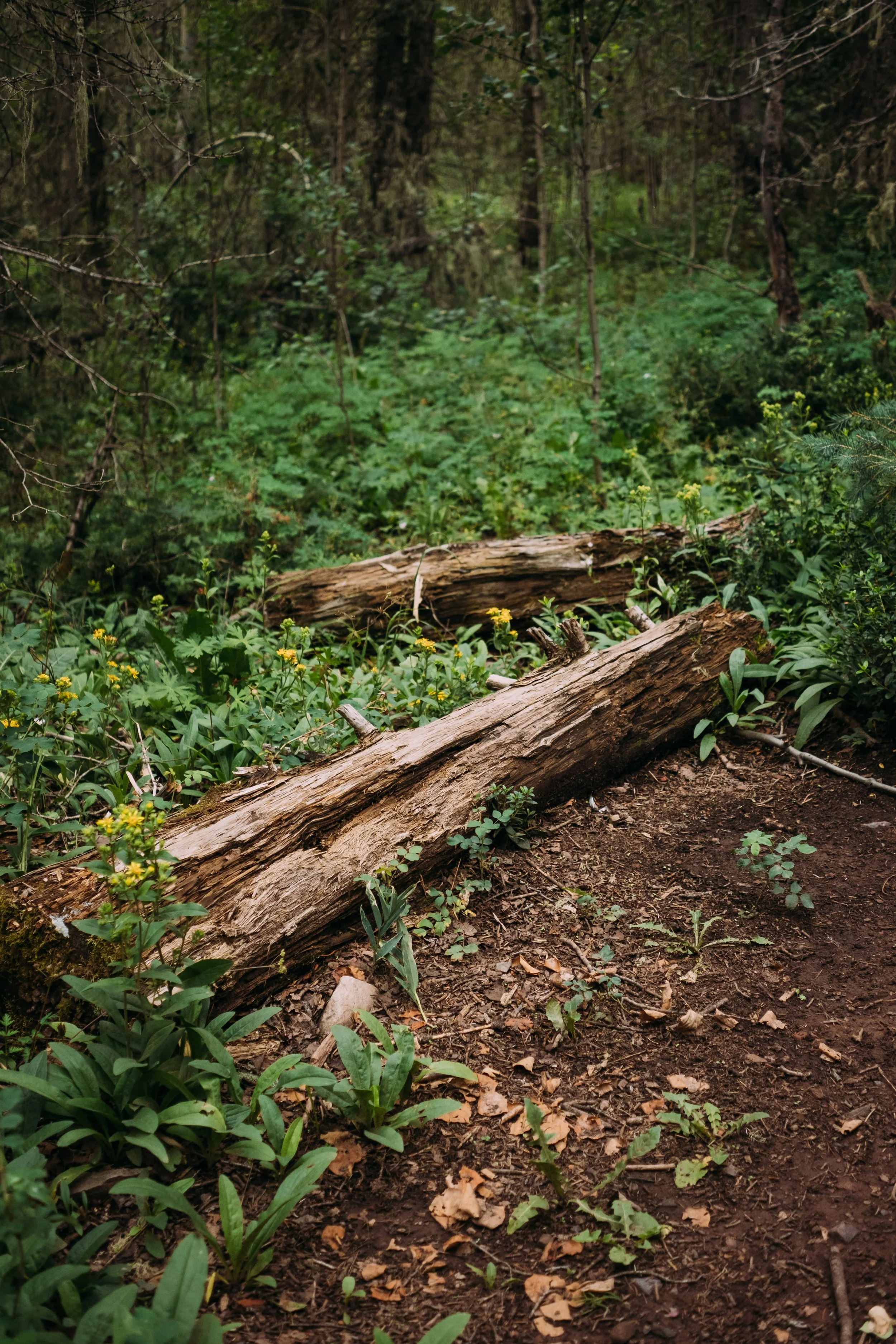 A forest scene with dense green foliage, fallen logs on the dirt path, and trees in the background.