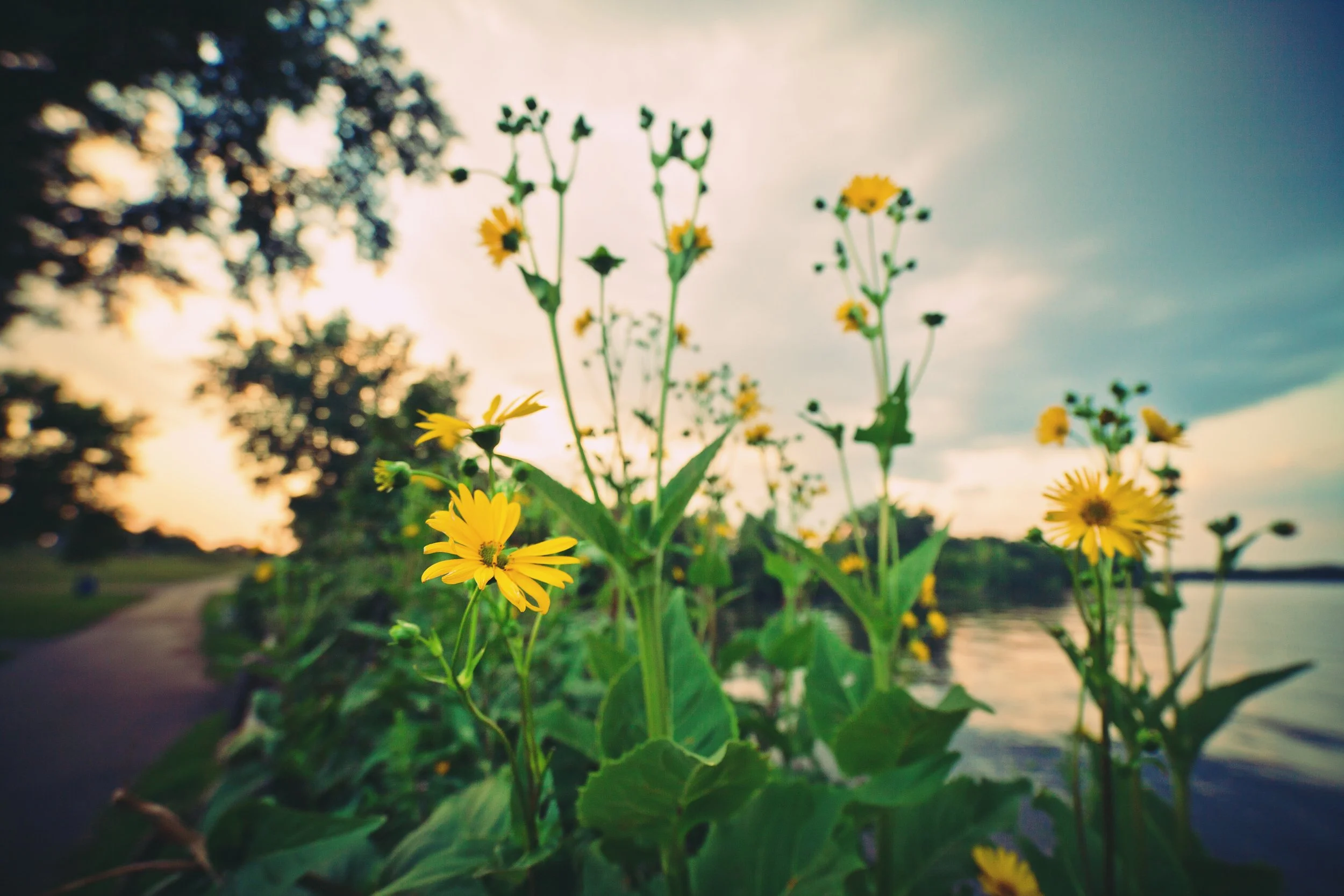 Yellow wildflowers growing near a body of water with trees in the background, under a partly cloudy sky during sunset.