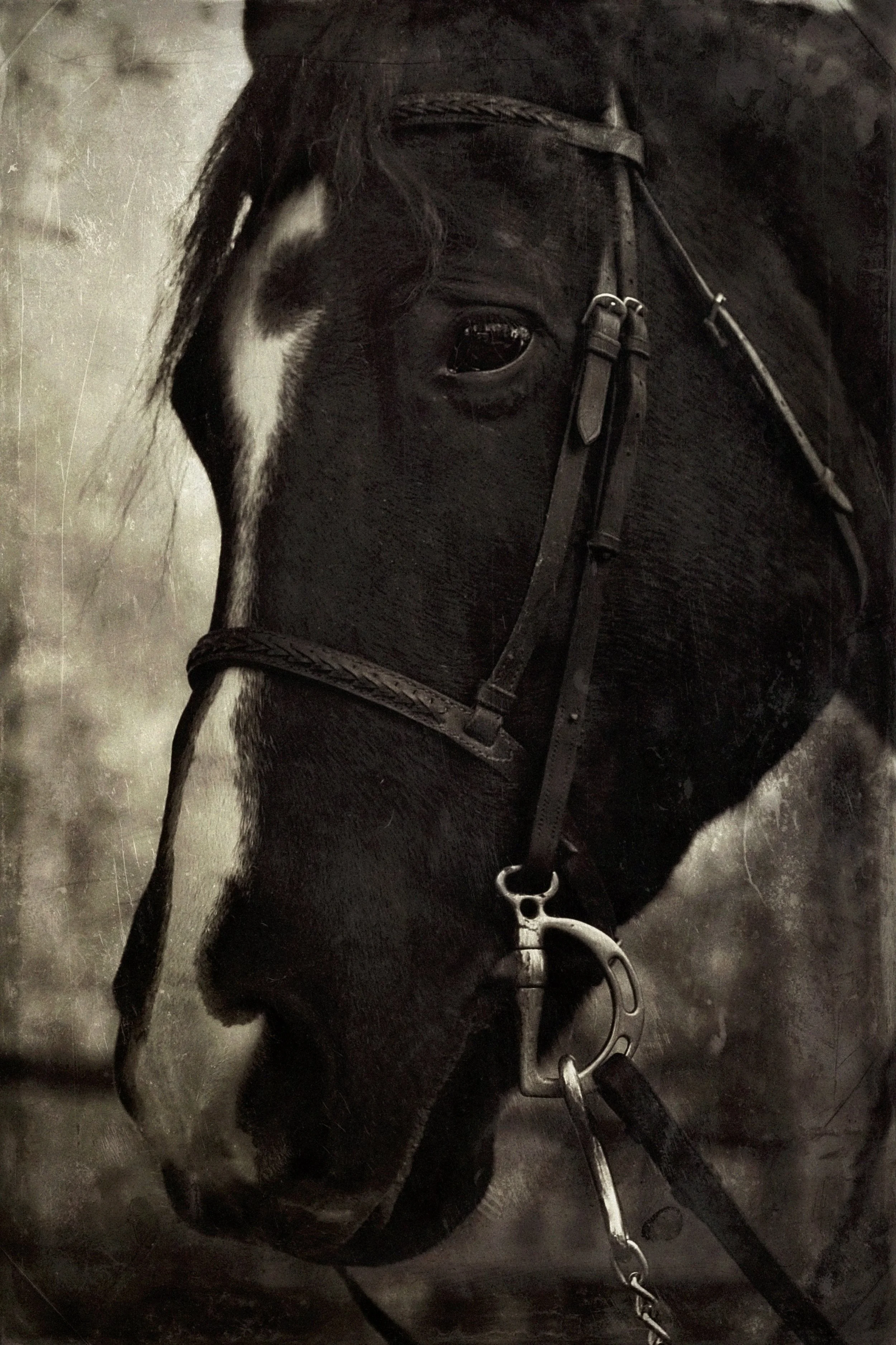 A close-up of a black horse's head, wearing a bridle and riding gear, with a white stripe on its face, standing against a blurry background.
