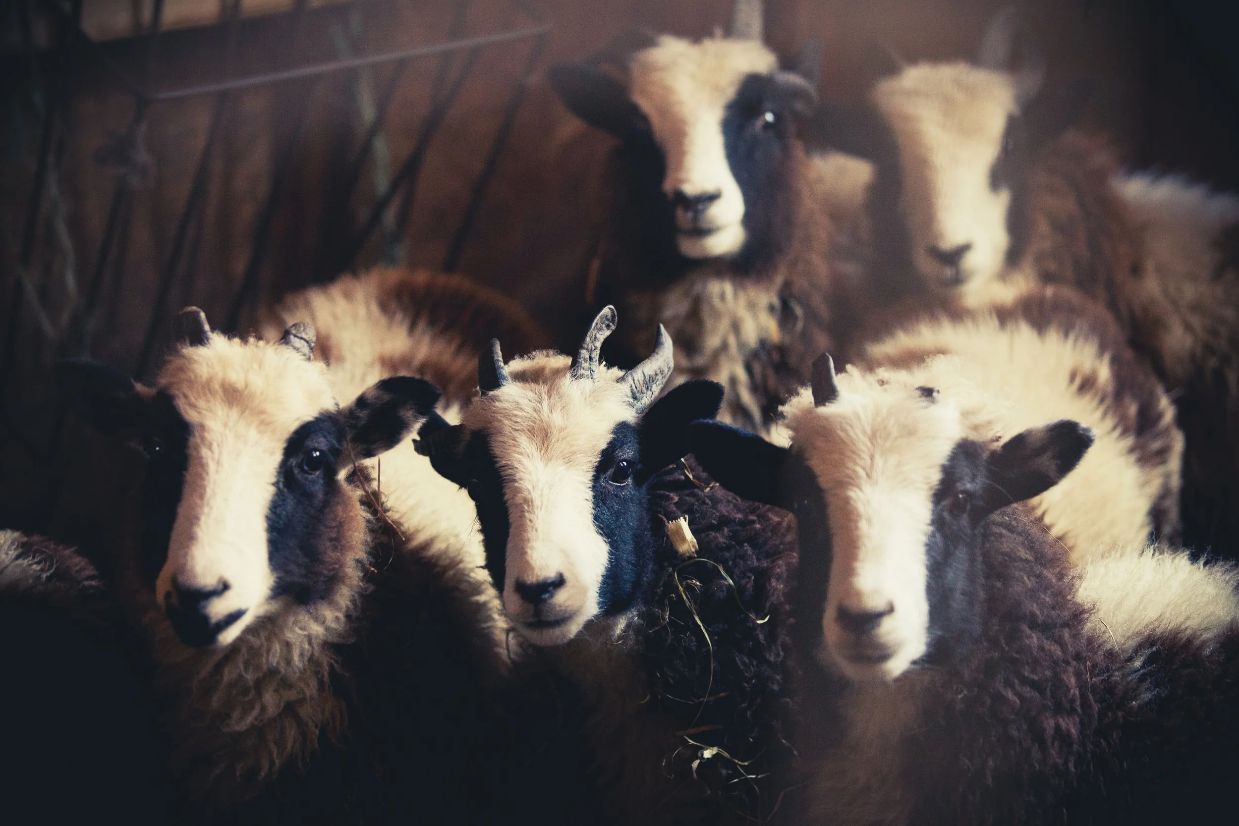 Group of young goats with curly white and black fur, some with small horns, standing on a dark surface in a barn.