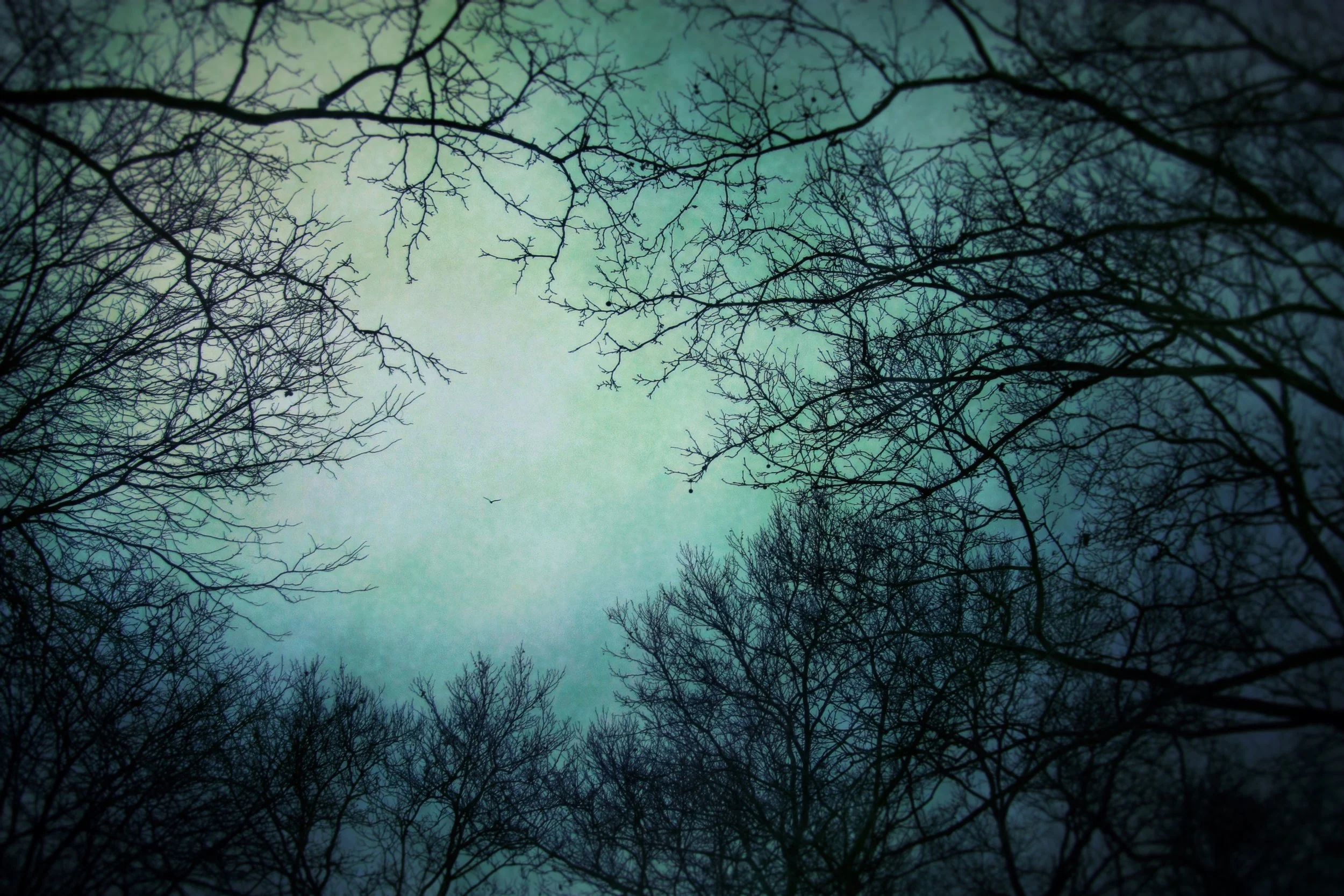 Bare tree branches against a cloudy sky