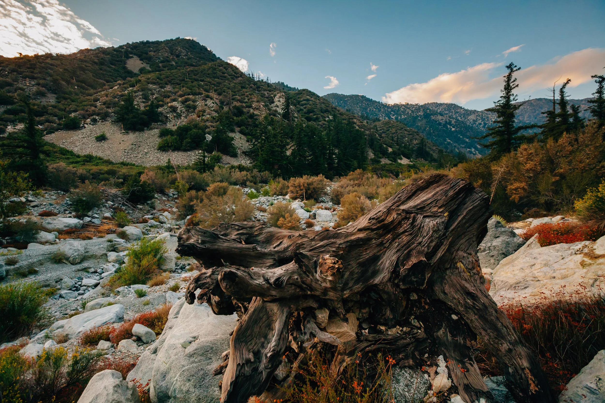 A rugged mountain landscape with a rocky stream in the foreground, scattered shrubs and bonsai trees, a hillside covered in green vegetation, and a partly cloudy sky with warm sunlight.