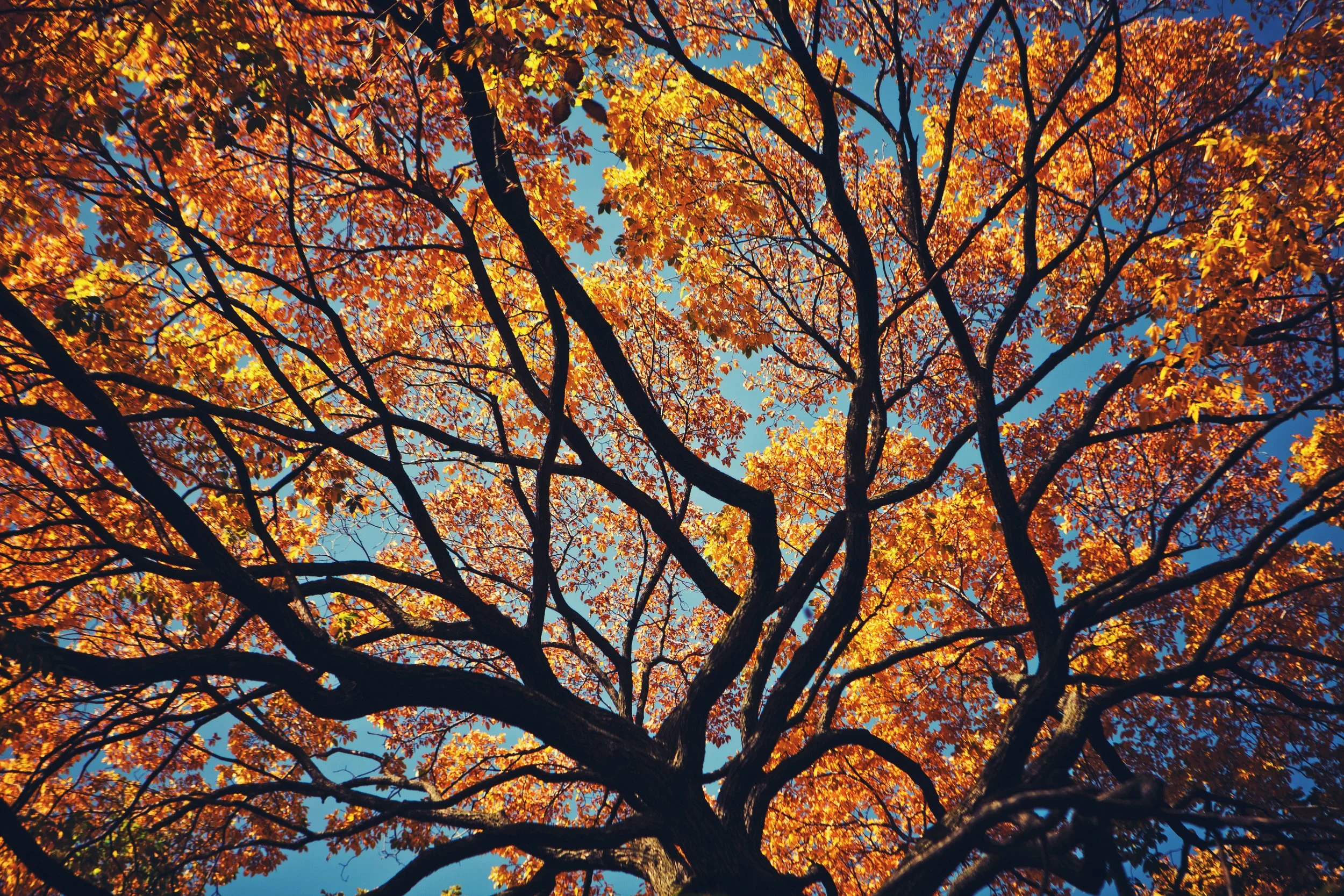 Looking up at a tree with orange and yellow fall leaves against a clear blue sky.