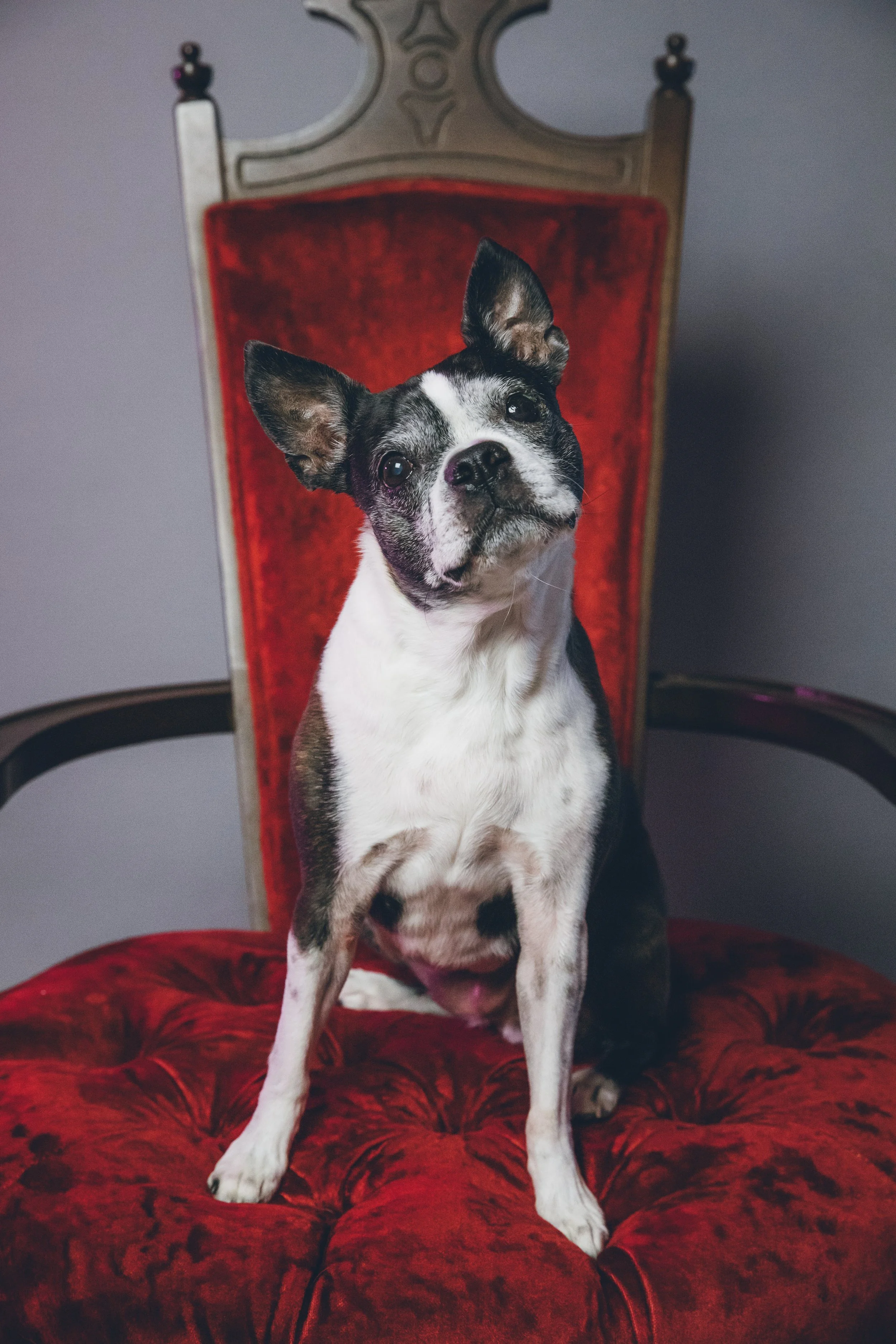 A black and white dog with large ears sitting on a red velvet chair against a plain gray wall.