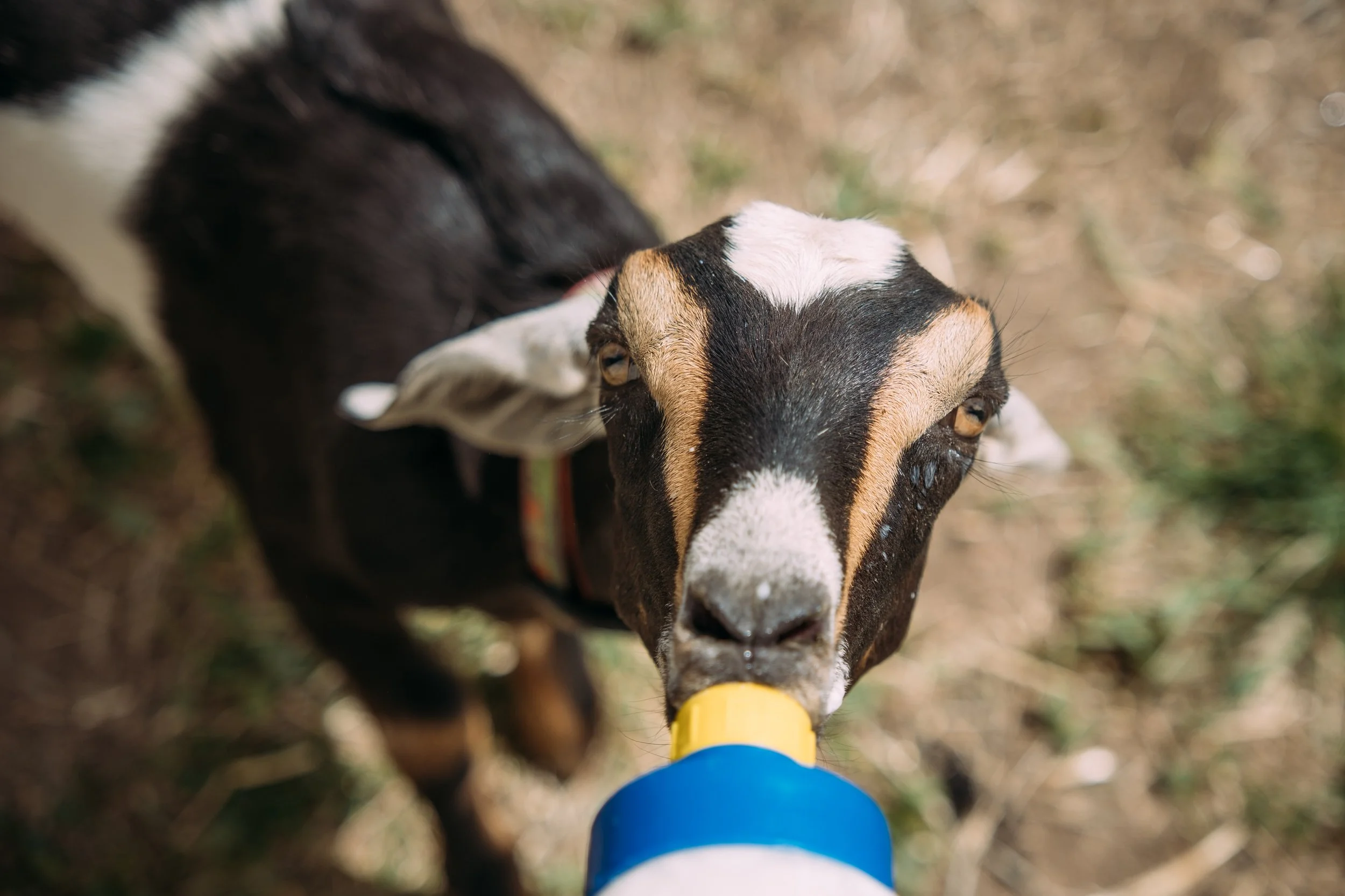 Goat standing outdoors, looking up over yellow and blue object, with a blurred background of dirt and grass.