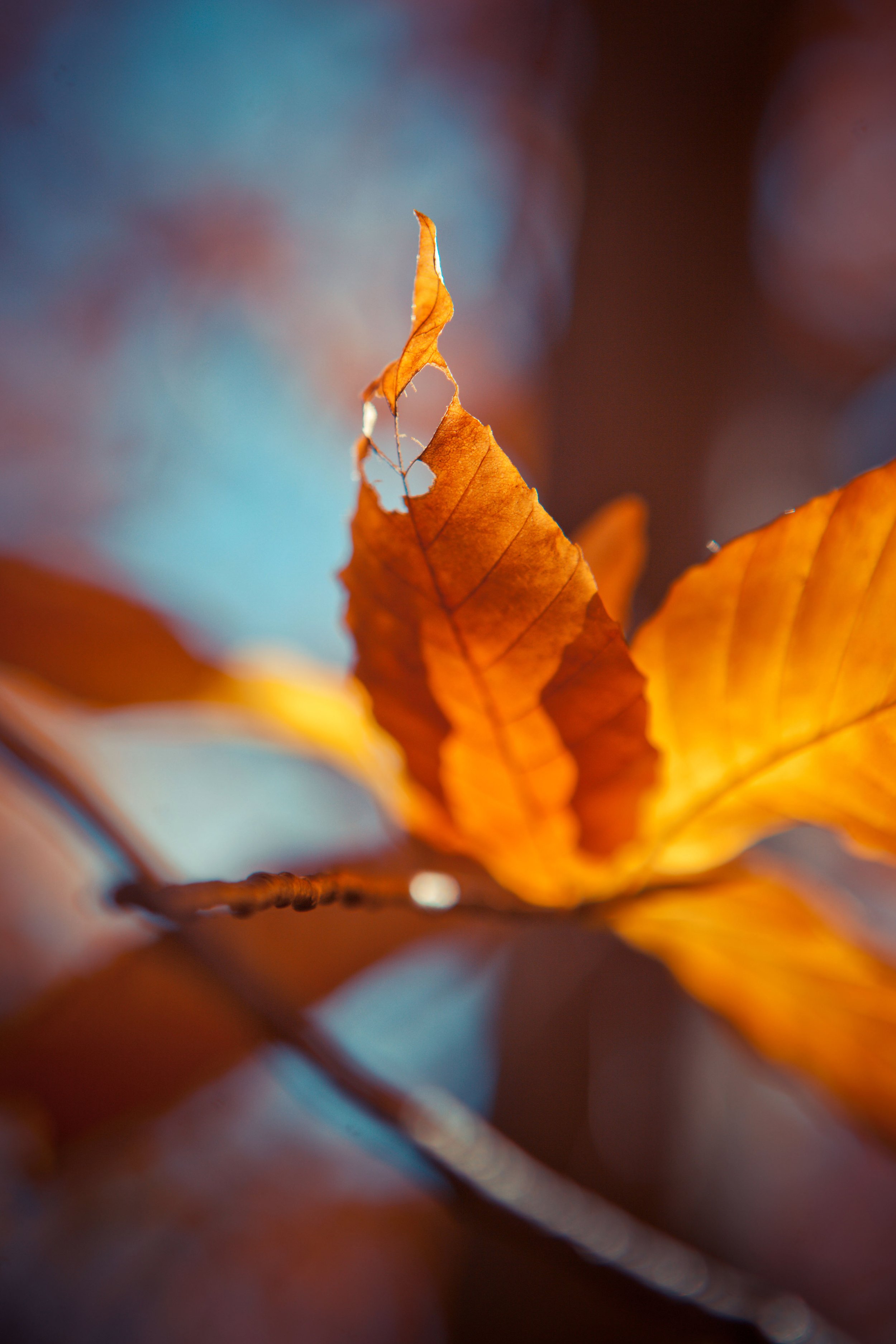 Close-up of a brown, partially torn leaf on a tree branch with a blurred colorful background.