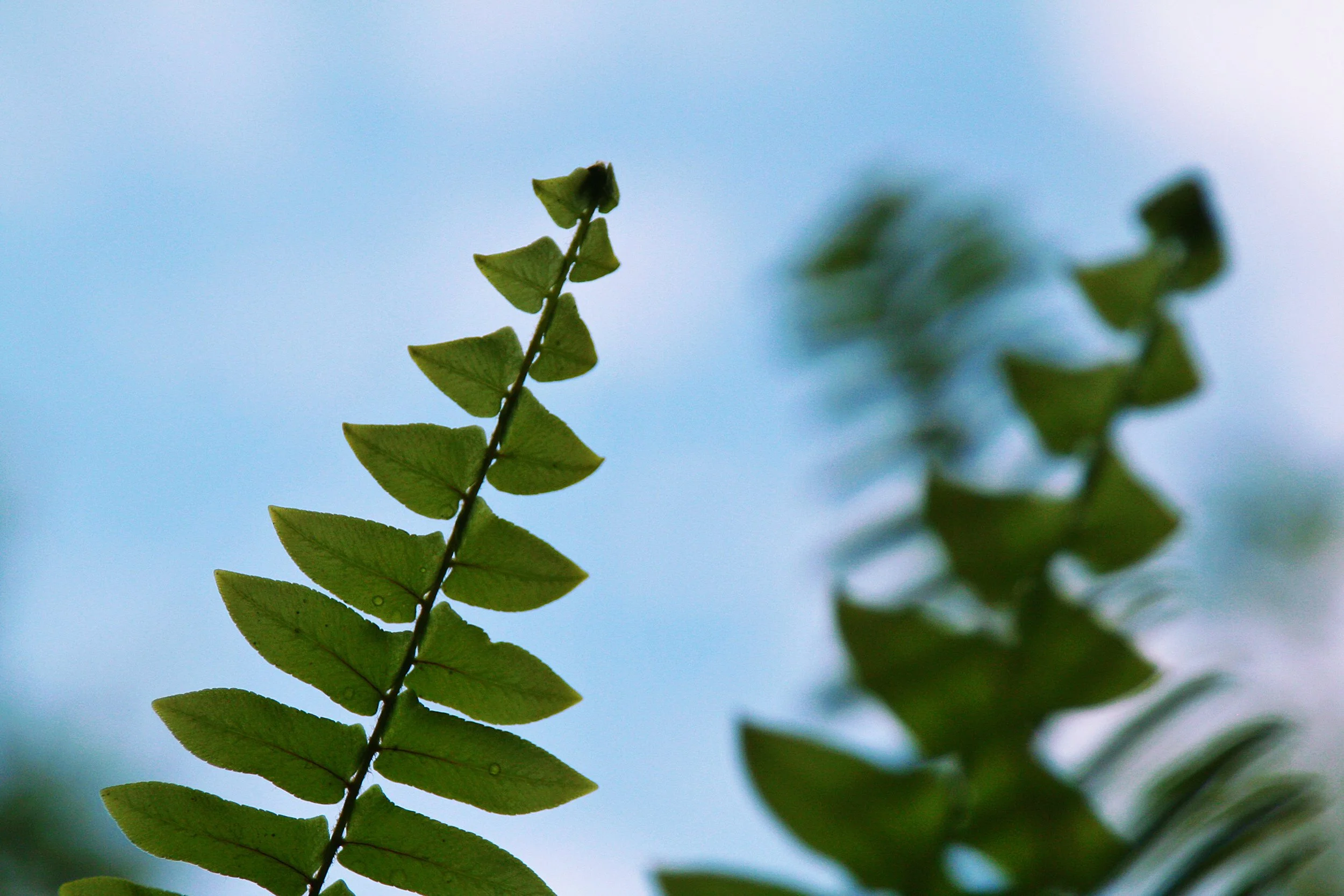 Close-up of green fern leaves against a clear blue sky.