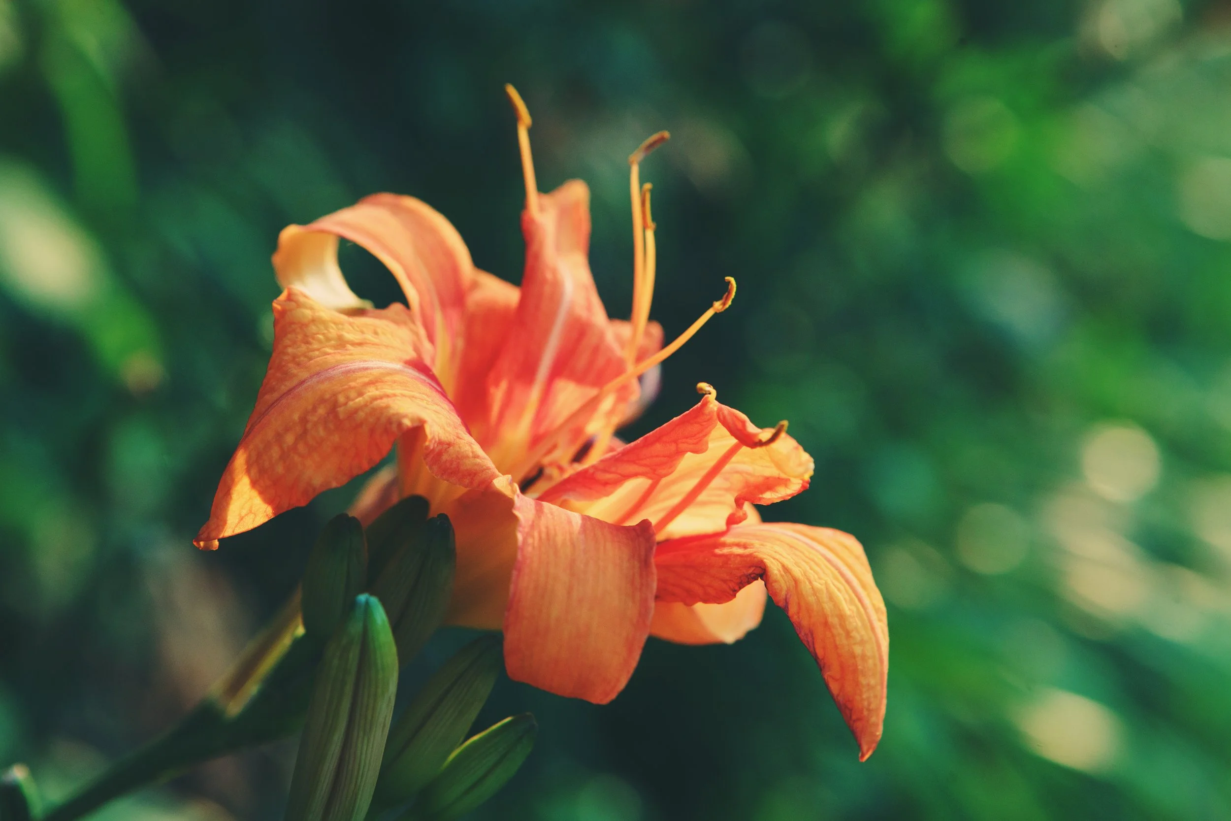 Close-up of a vibrant orange lily flower with multiple petals and prominent stamens against a blurred green background.